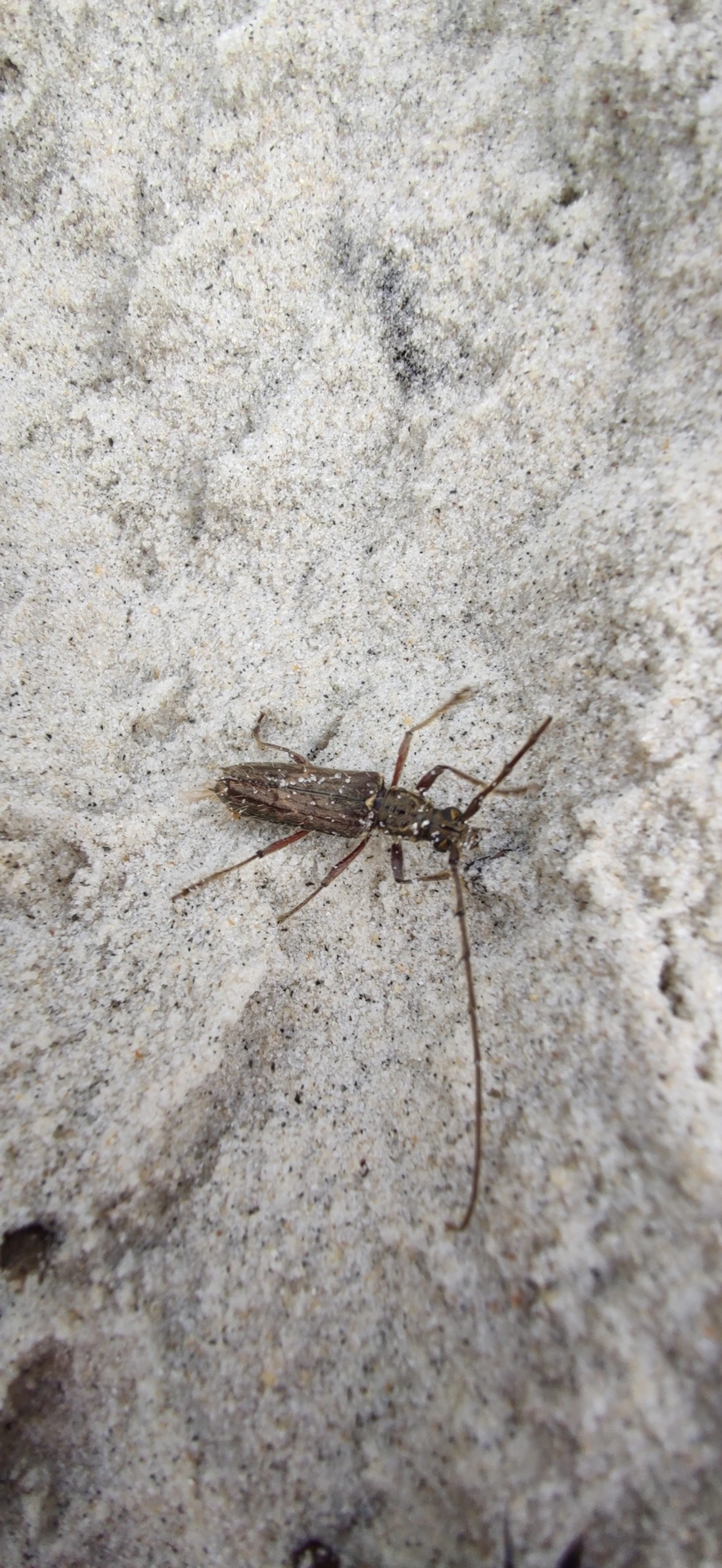 Besouro-serra-pau (Eurysthea lacordairei), insetos, fotografado em Maresias, São Sebastião