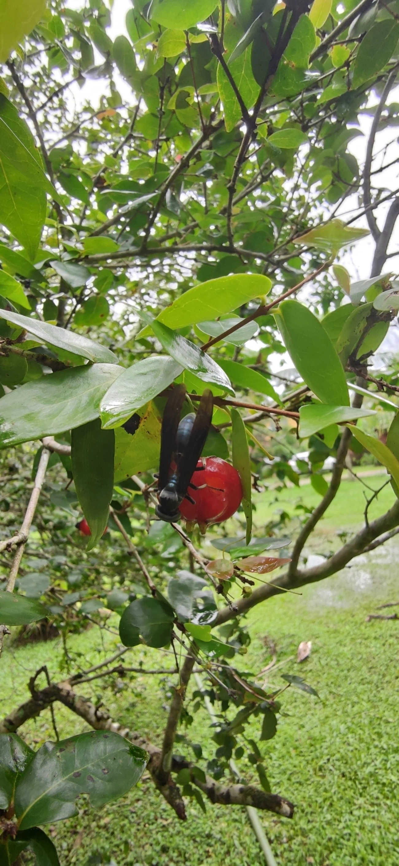 Marimbondo-tatu (Synoeca cyanea), insetos, fotografado em Maresias, São Sebastião