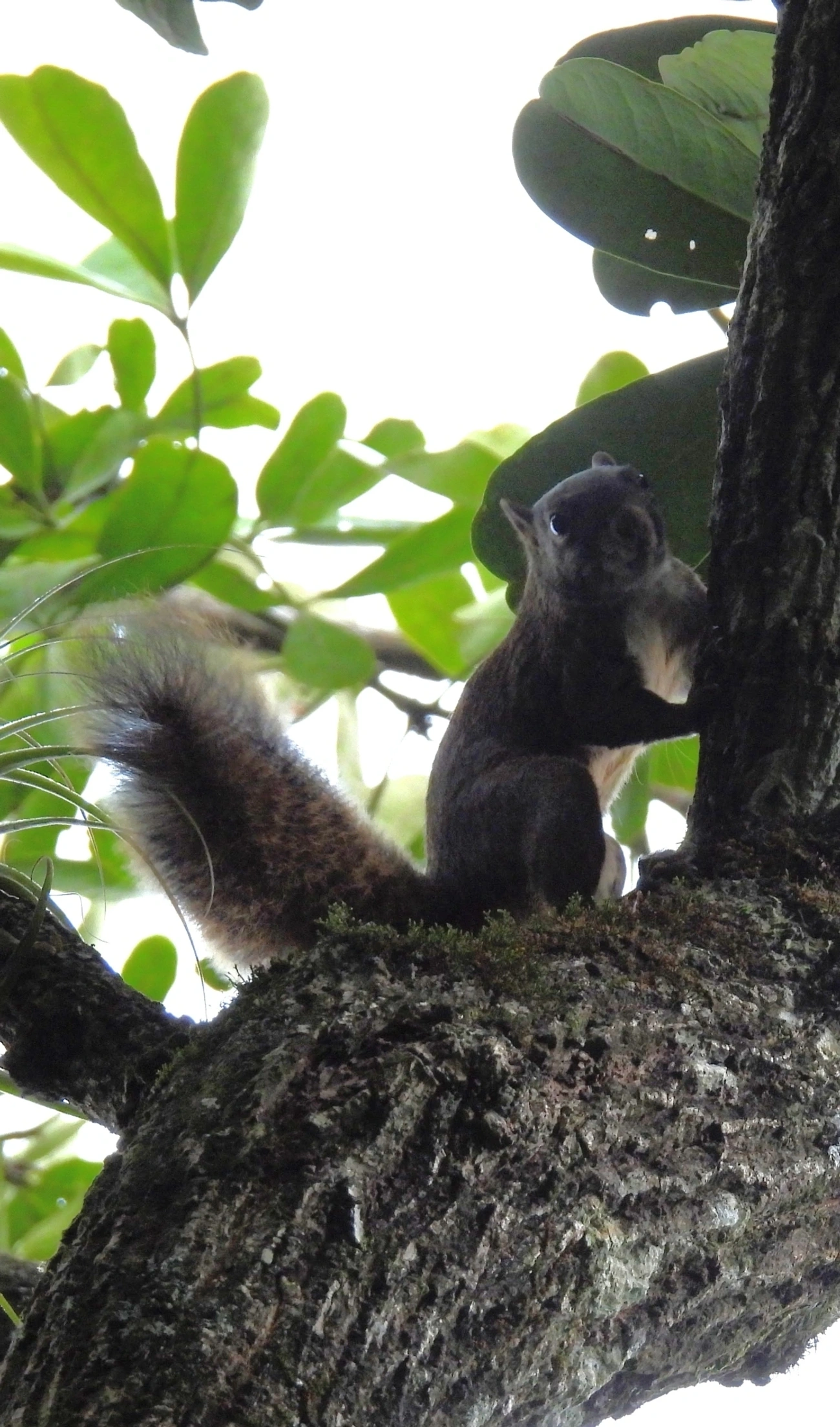 Caxinguelê (Sciurus brasiliensis), mamíferos, fotografado em Maresias, São Sebastião