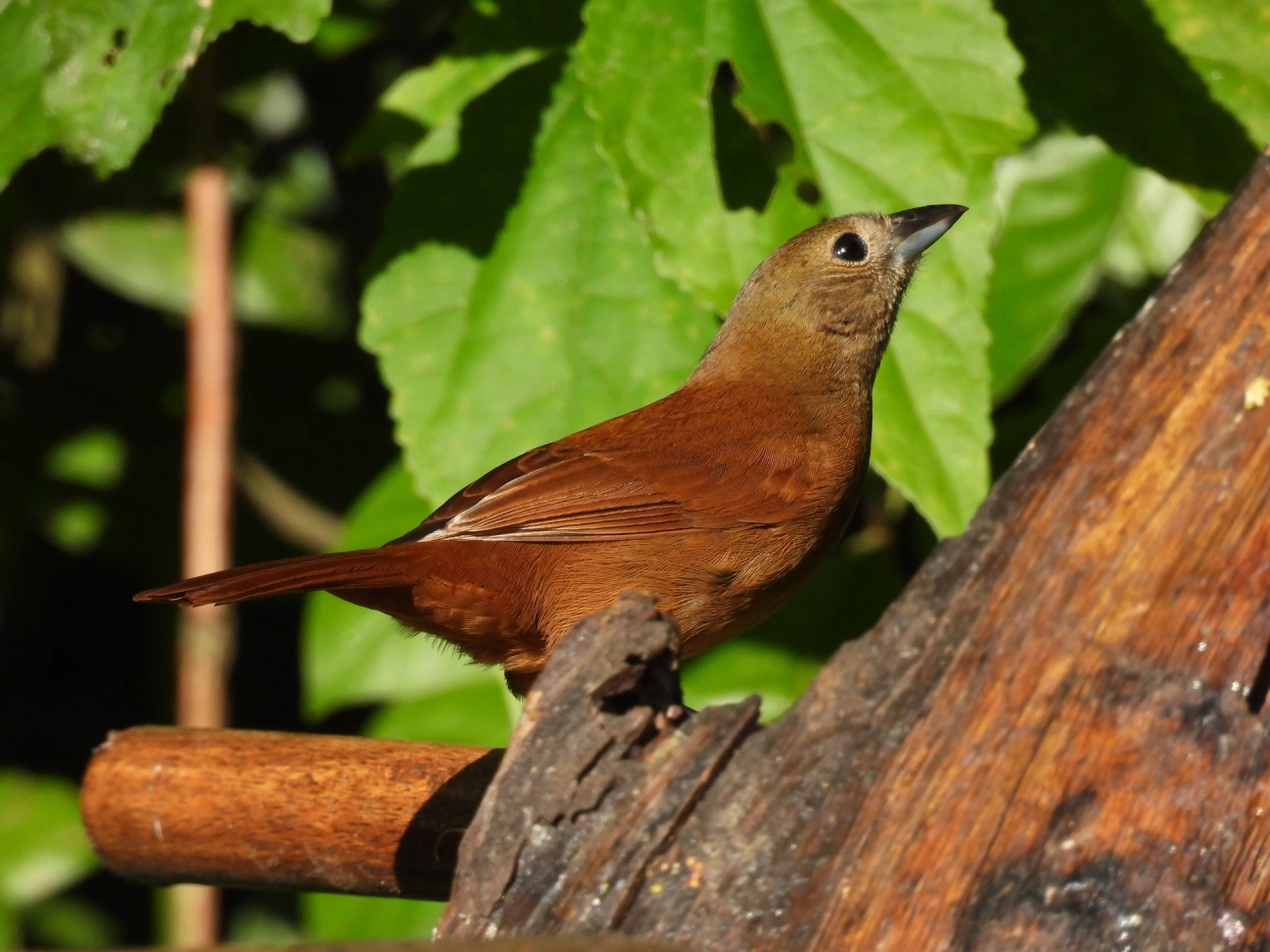 Tiê-preto (Tachyphonus coronatus), aves, fotografado em Resende