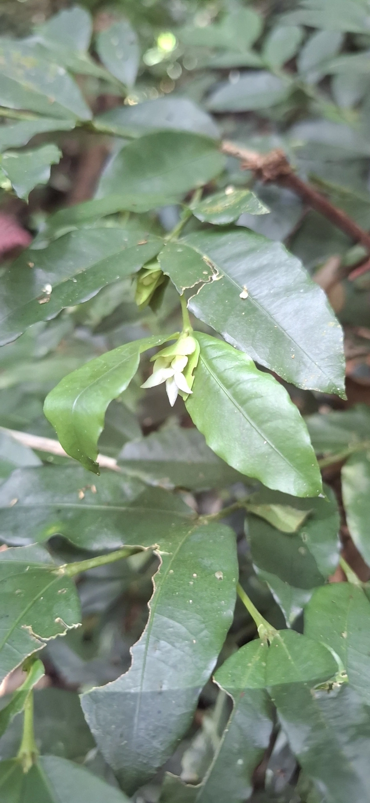 Cafezinho-roxo-do-mato (Psychotria suterella), plantas, fotografado em Enxovas, Ilhabela