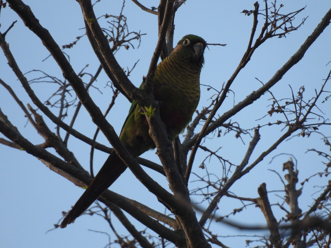 Tiriba-de-testa-vermelha (Pyrrhura frontalis), aves, fotografado em Borrifos, Ilhabela