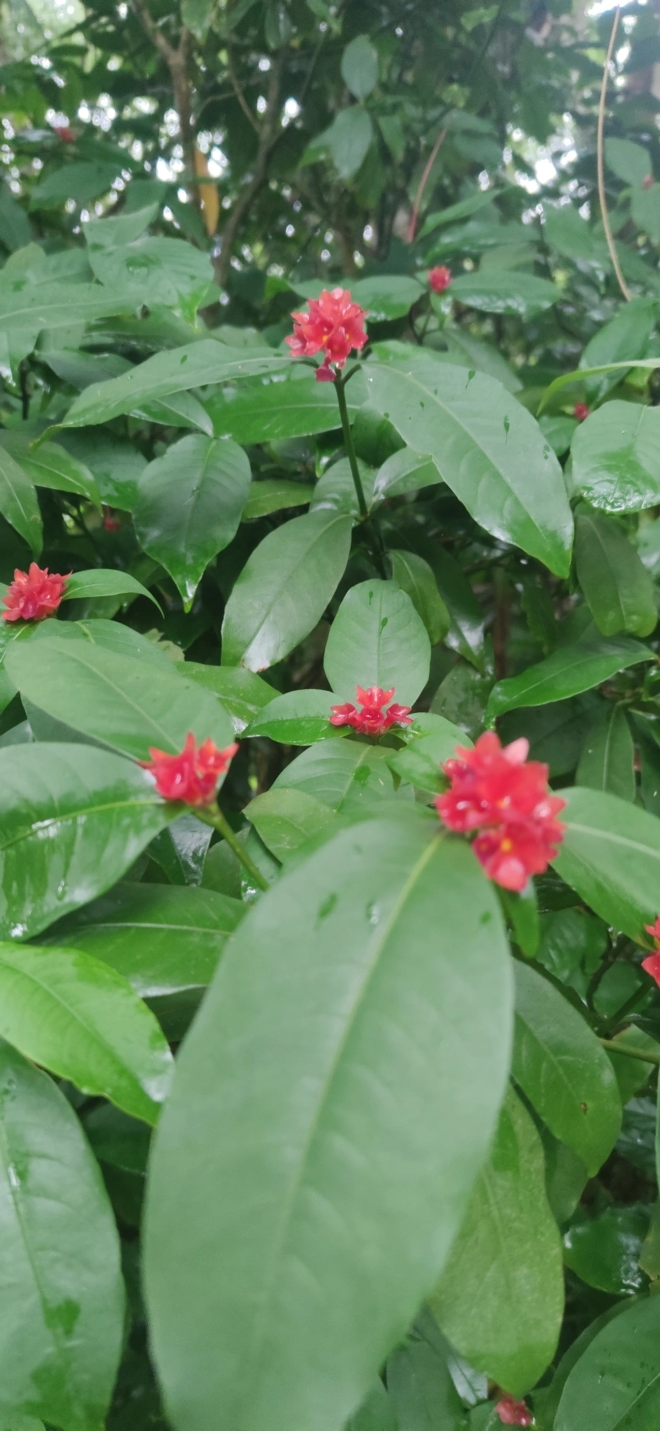 Grandiúva-d'Anta (Psychotria nuda), plantas, fotografado em Maresias, São Sebastião
