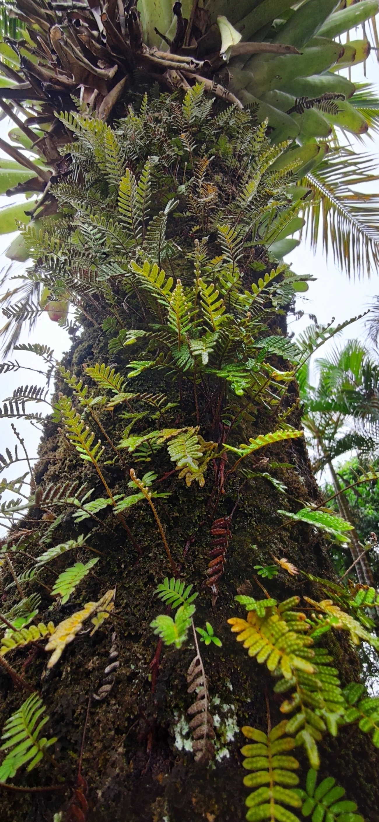 Samambaia-da-ressurreição (Pleopeltis polypodioides), plantas, fotografado em Maresias, São Sebastião