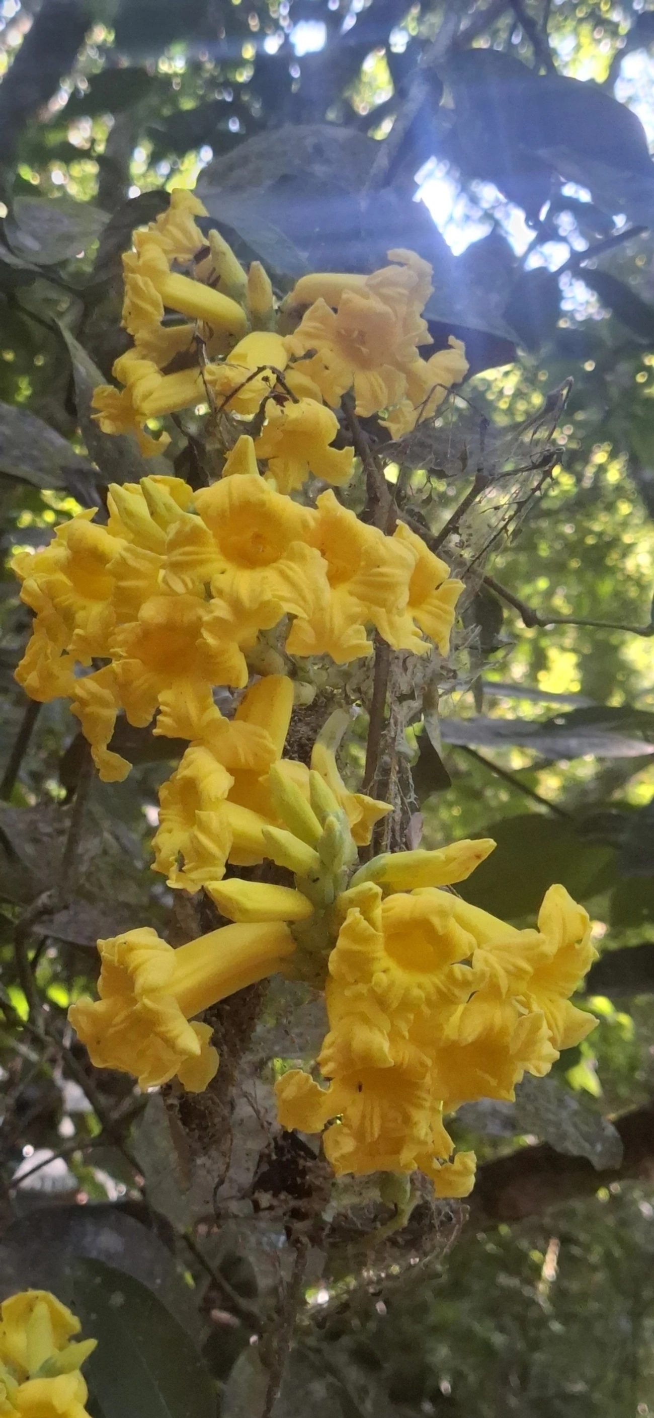 Bignoniaceae, plantas, fotografado em Perequê, Ilhabela