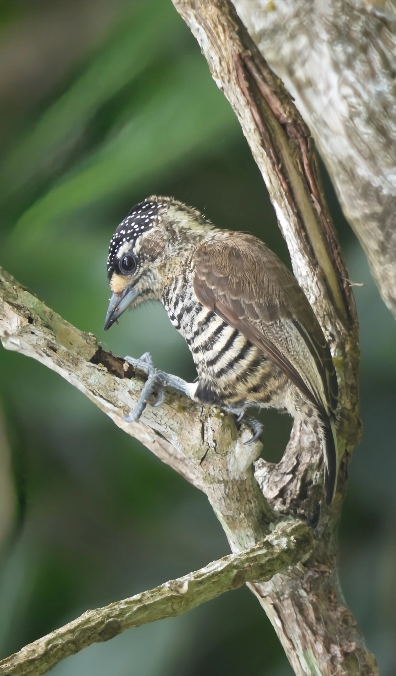 Pica-pau-anão-de-coleira (Picumnus temminckii), aves, fotografado em Maresias, São Sebastião