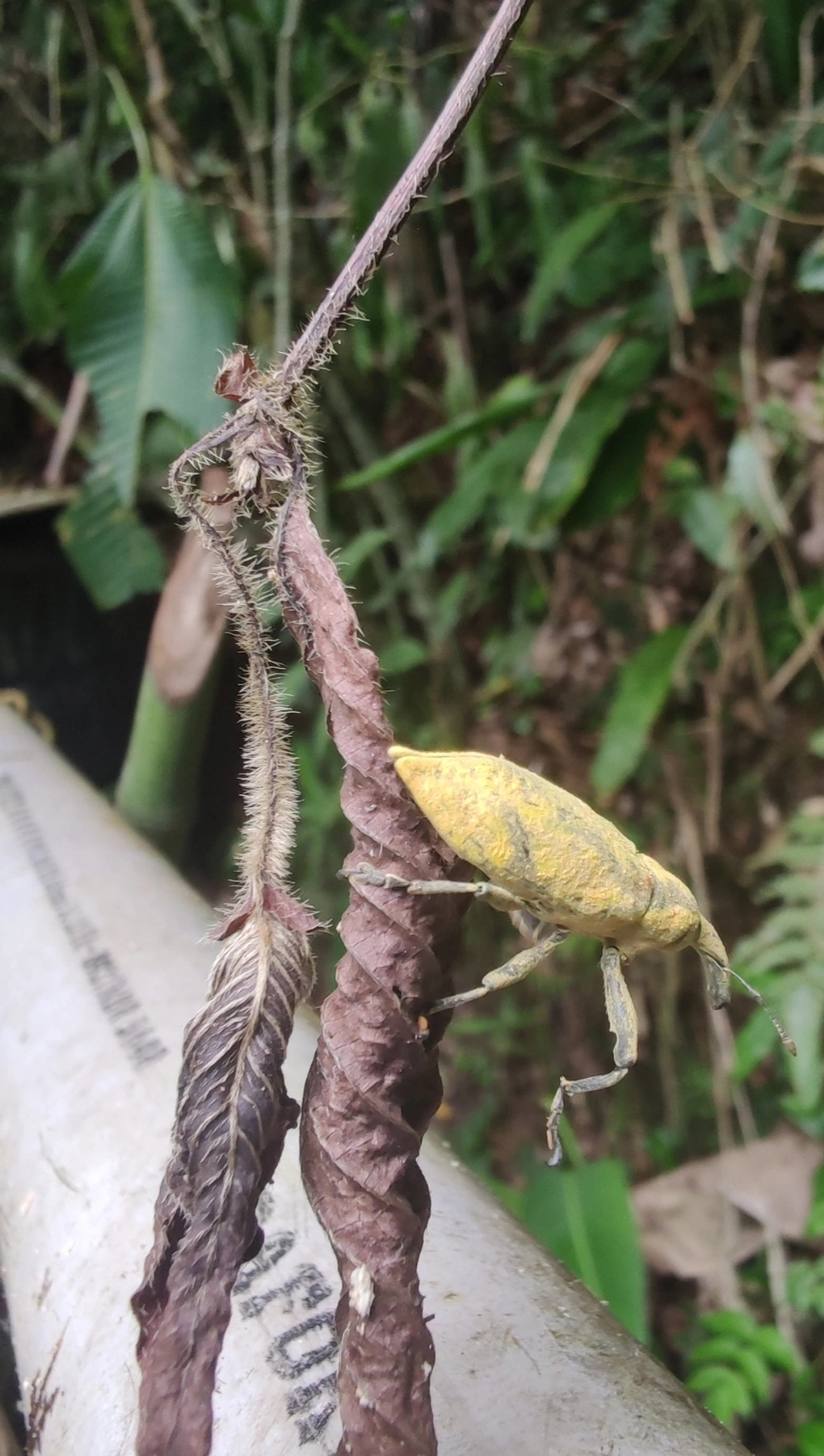 Lixus, insetos, fotografado em Maresias, São Sebastião