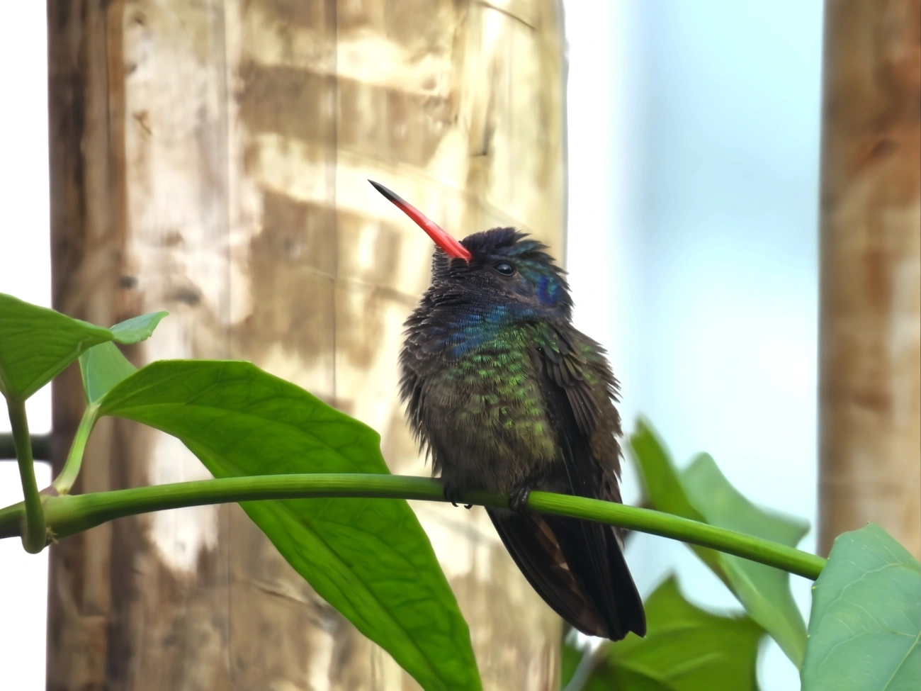 Beija-flor-roxo (Chlorestes cyanus), aves, fotografado em Maresias, São Sebastião