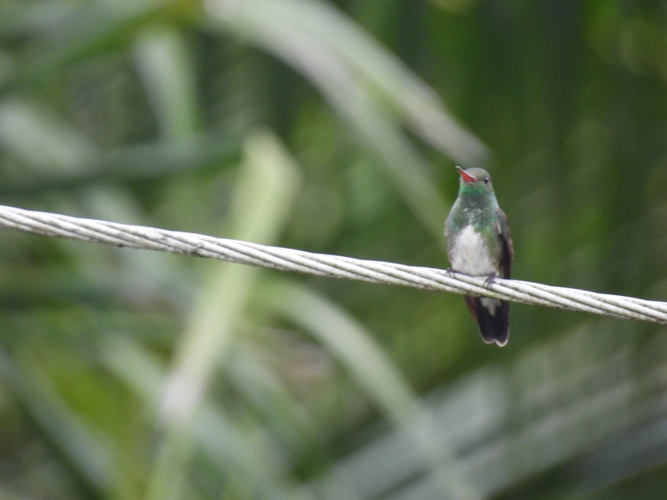 Beija-flor-de-garganta-verde (Chionomesa fimbriata), aves, fotografado em Maresias, São Sebastião