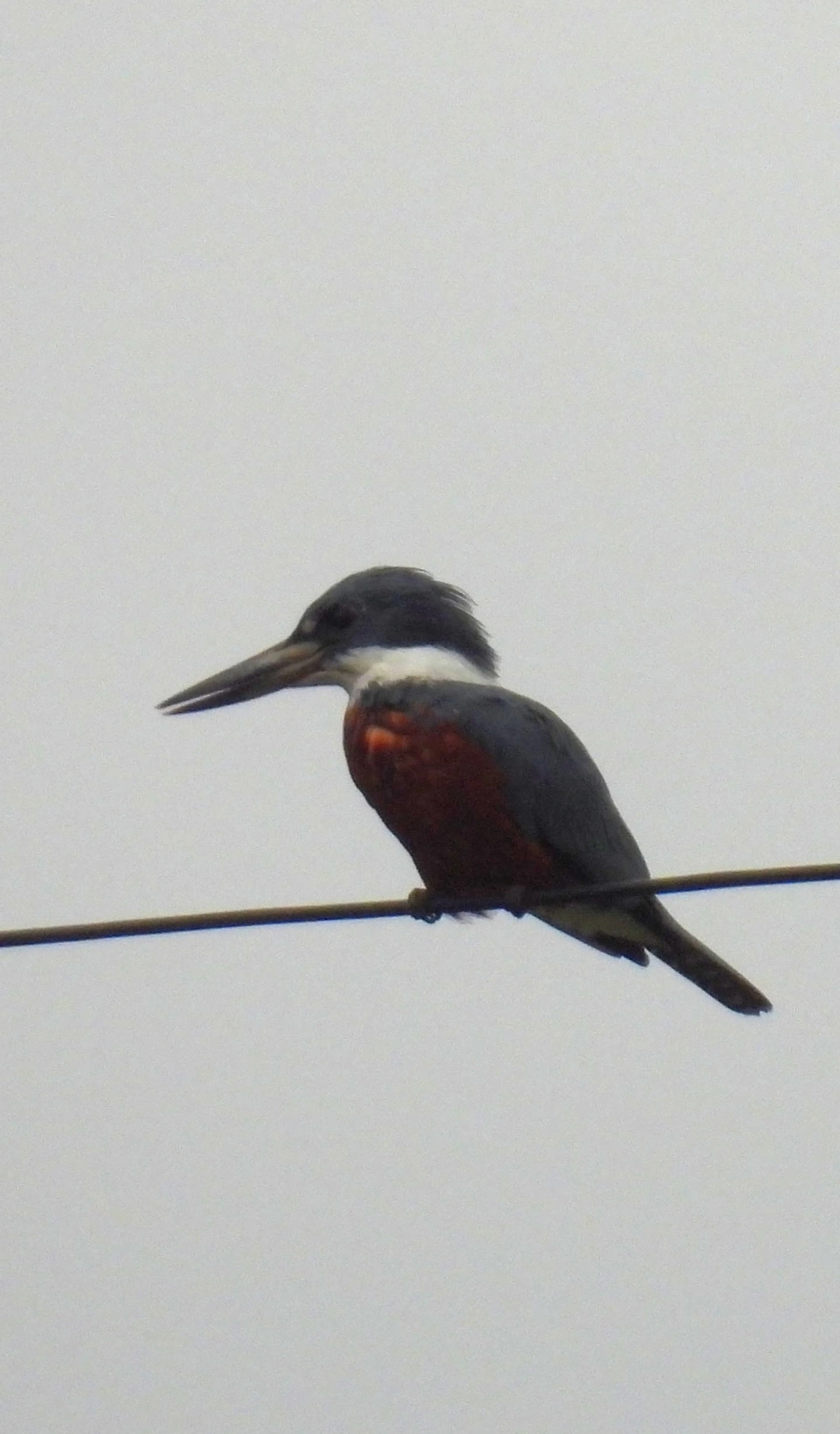 Martim-pescador-grande (Megaceryle torquata), aves, fotografado em Santa Isabel