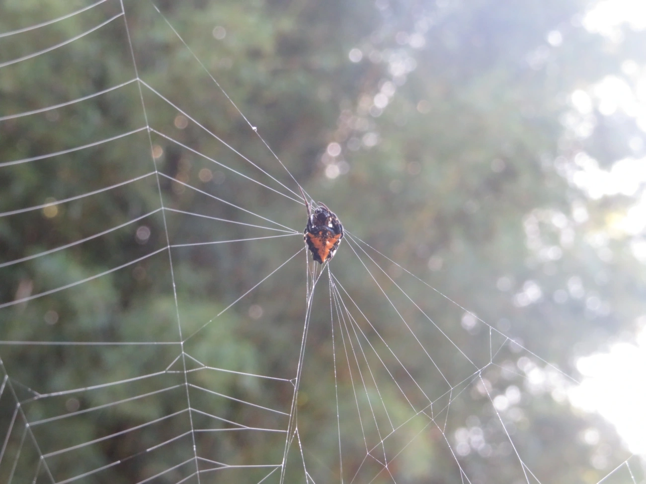 Verrucosa meridionalis, aracnídeos, fotografado em Maresias, São Sebastião