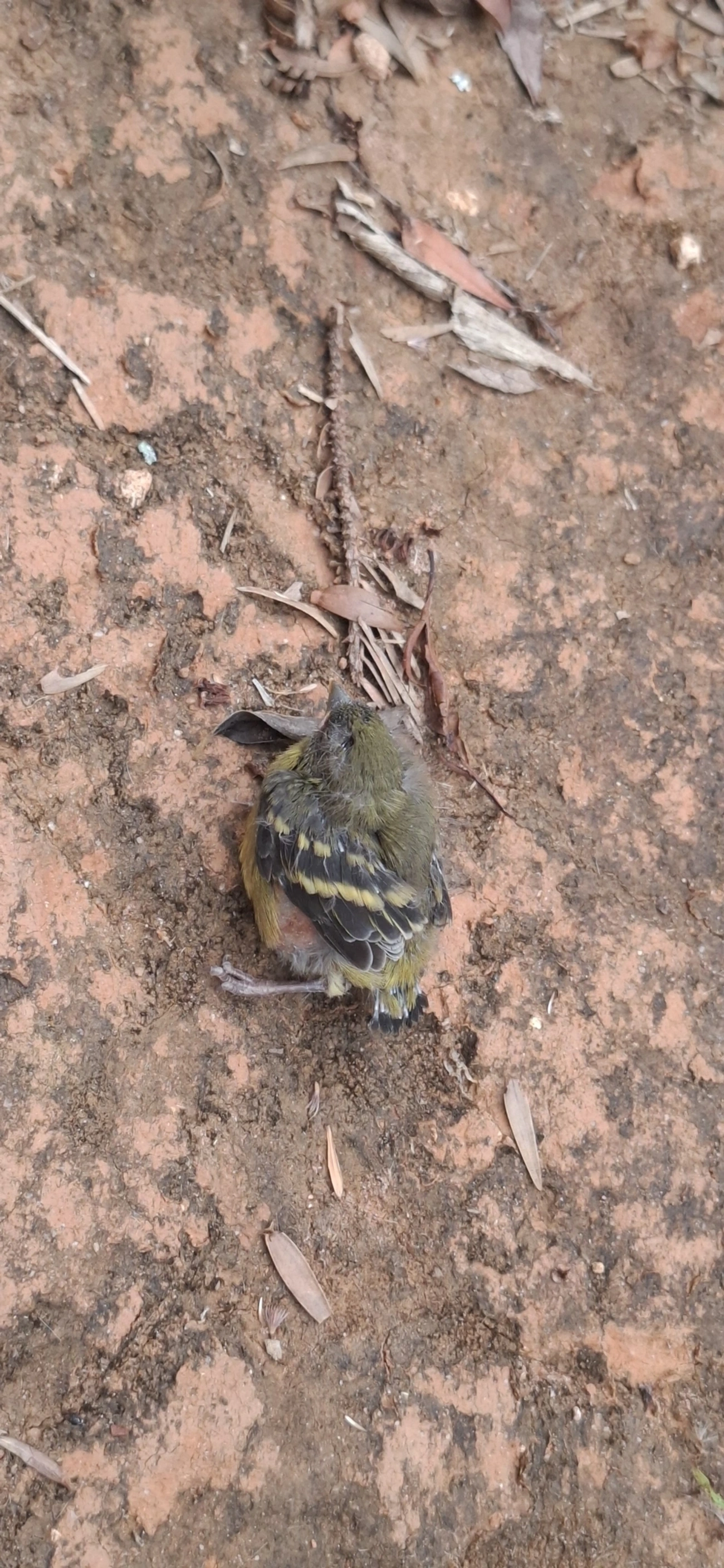 Pintassilgo (Spinus magellanicus), aves, fotografado em Itamonte