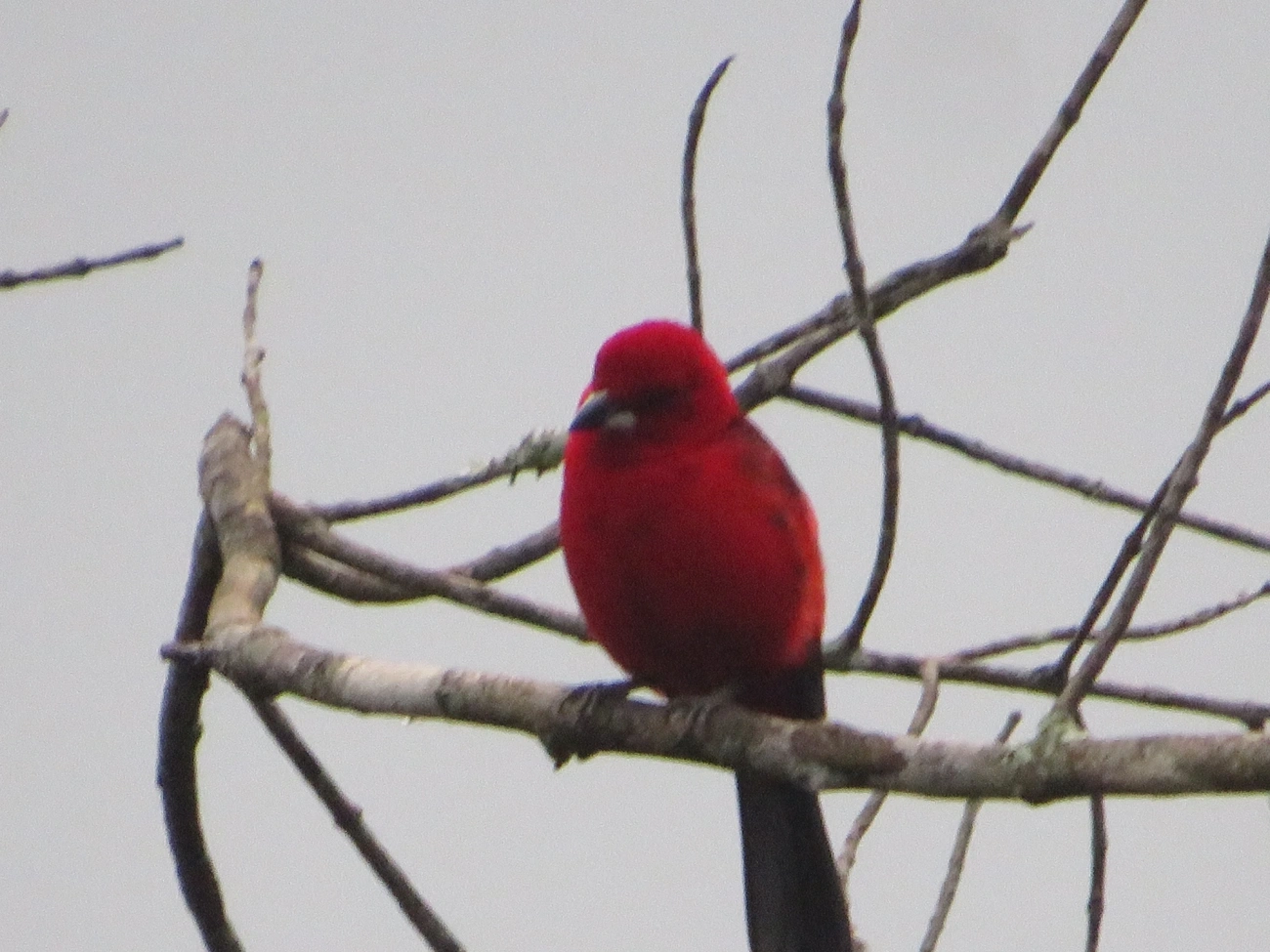 Tiê-sangue (Ramphocelus bresilius), aves, fotografado em Maresias, São Sebastião