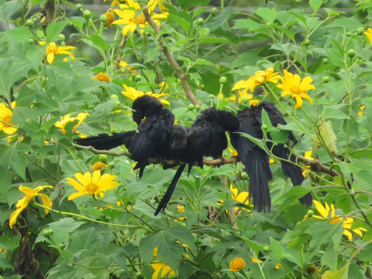 Anu-preto (Crotophaga ani), aves, fotografado em Maresias, São Sebastião