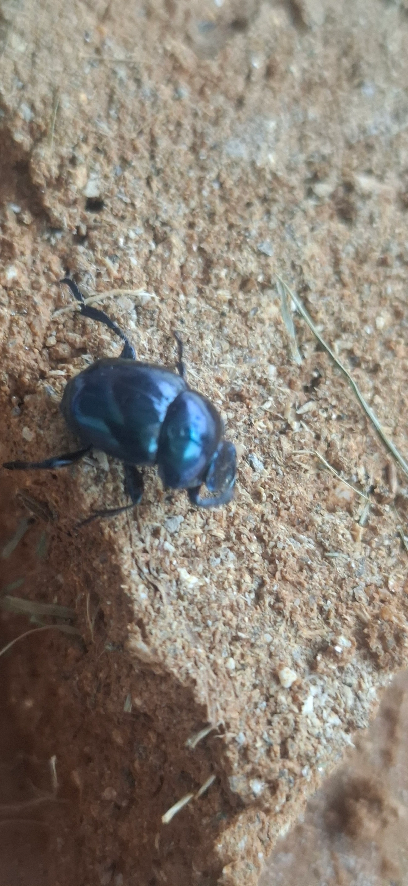 Besouros-Rola-Bosta (Scarabaeinae), insetos, fotografado em Maresias, São Sebastião
