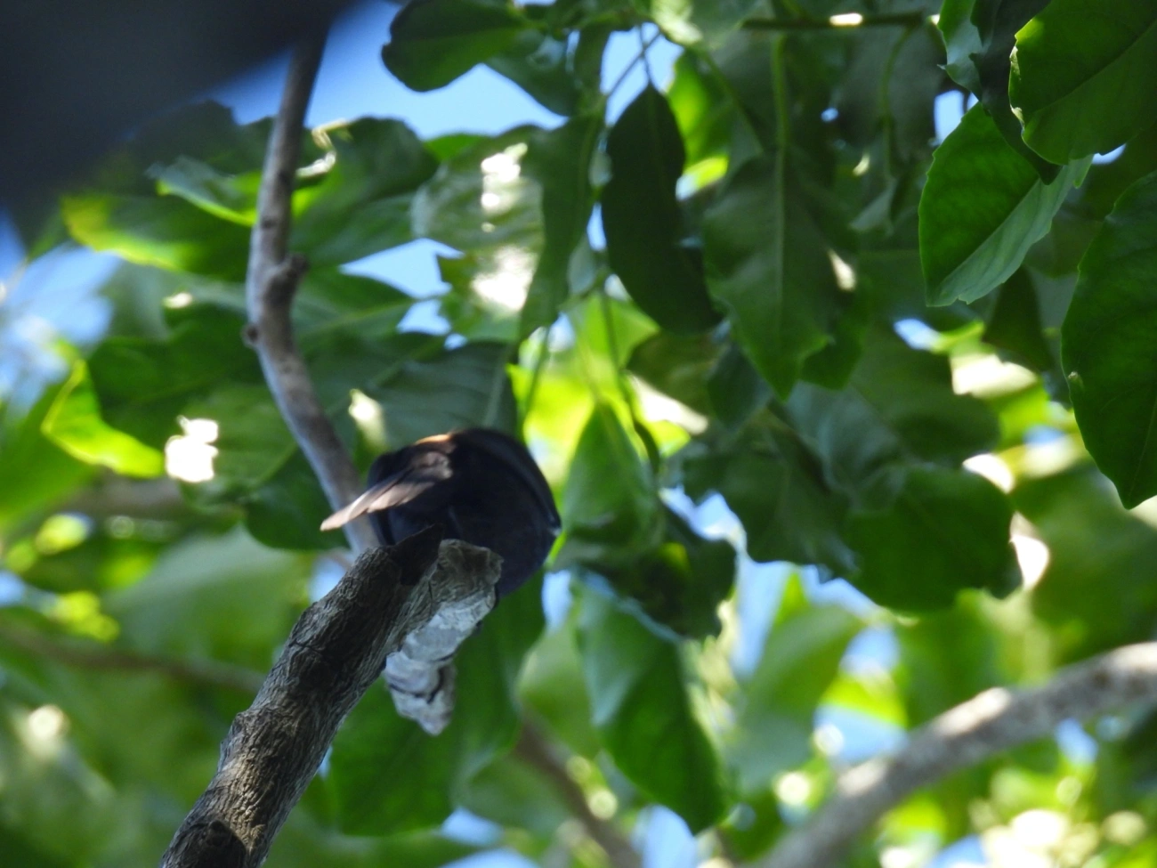 Tiê-galo (Loriotus cristatus), aves, fotografado em Maresias, São Sebastião