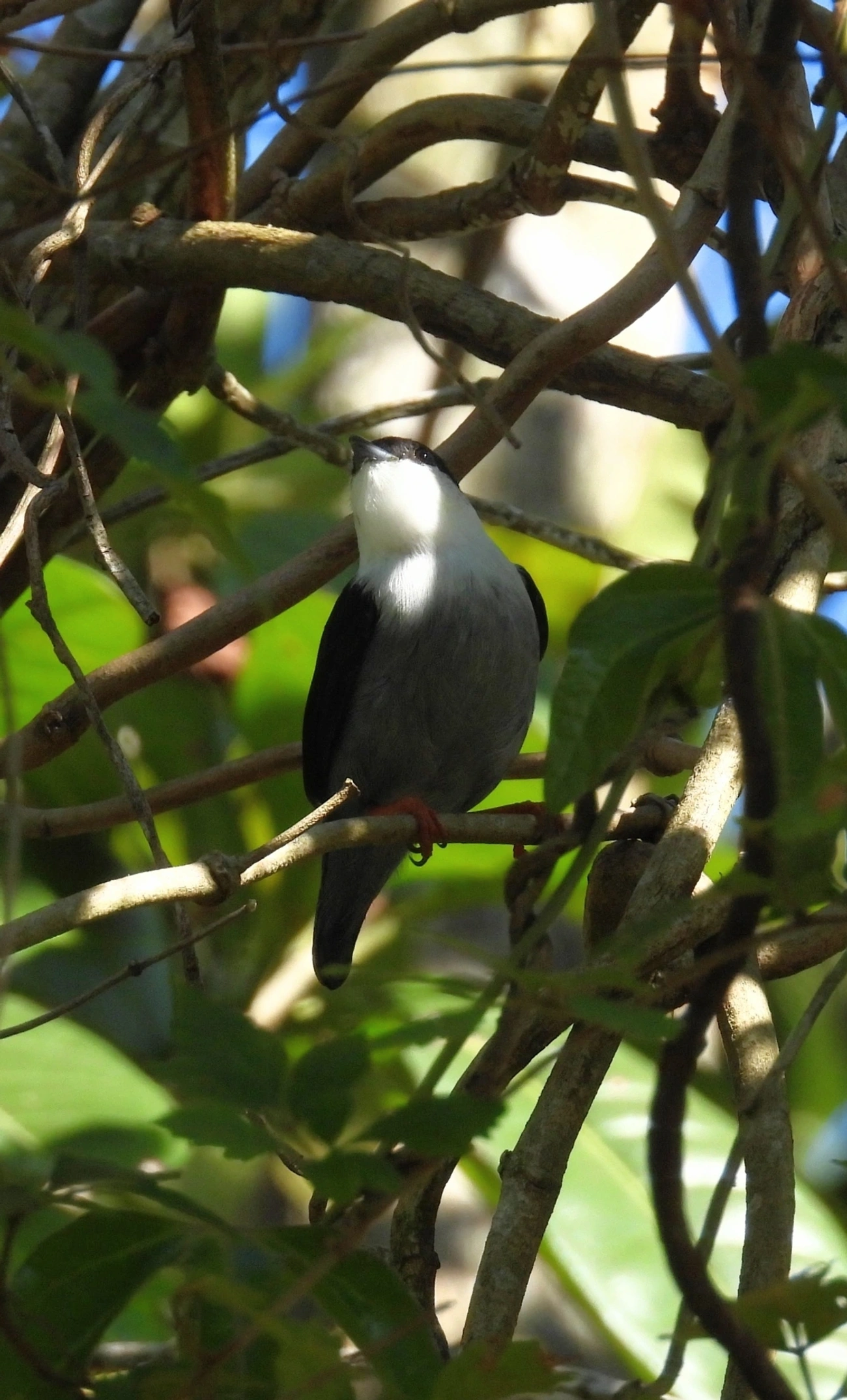 Rendeira (Manacus manacus), aves, fotografado em Maresias, São Sebastião
