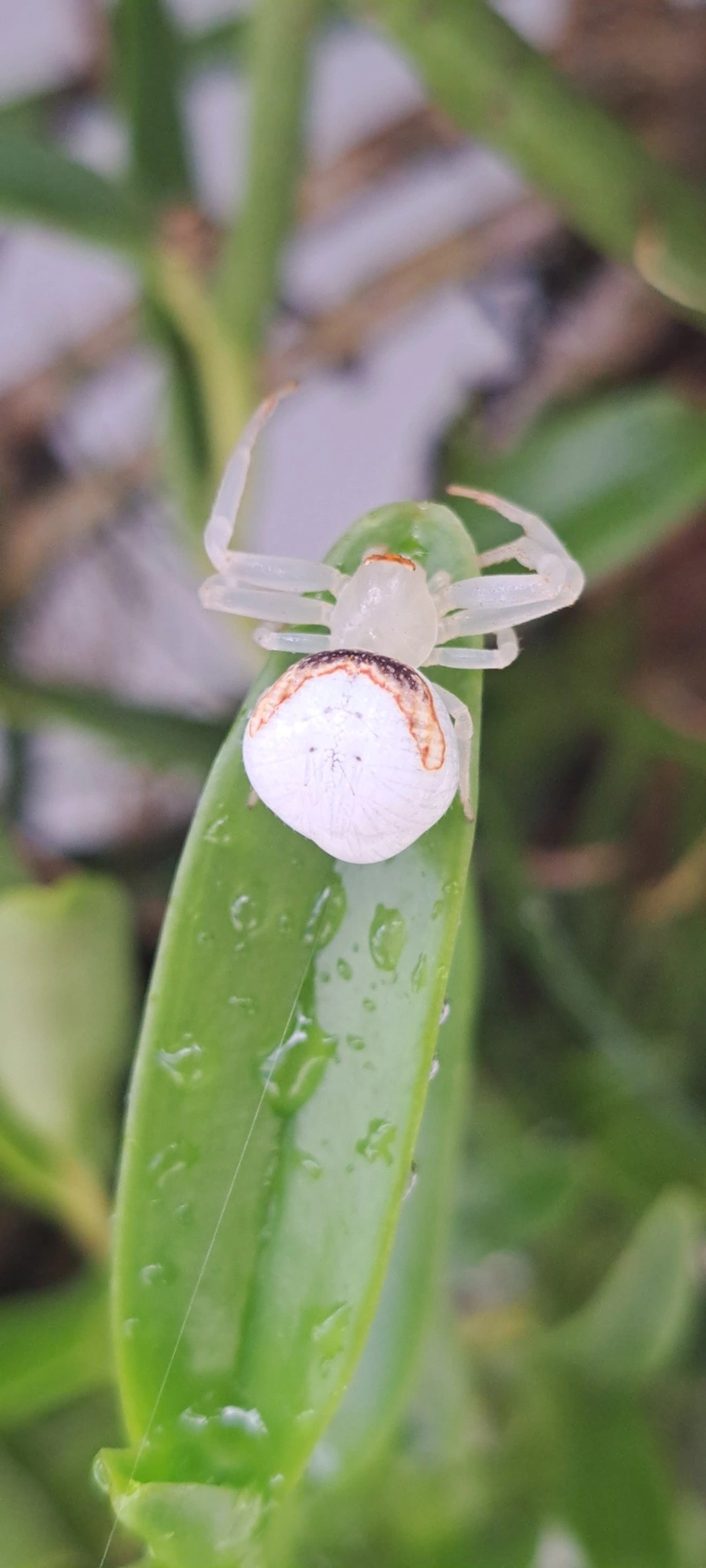 Aranha-caranguejo (Misumenops callinurus), aracnídeos, fotografado em Maresias, São Sebastião