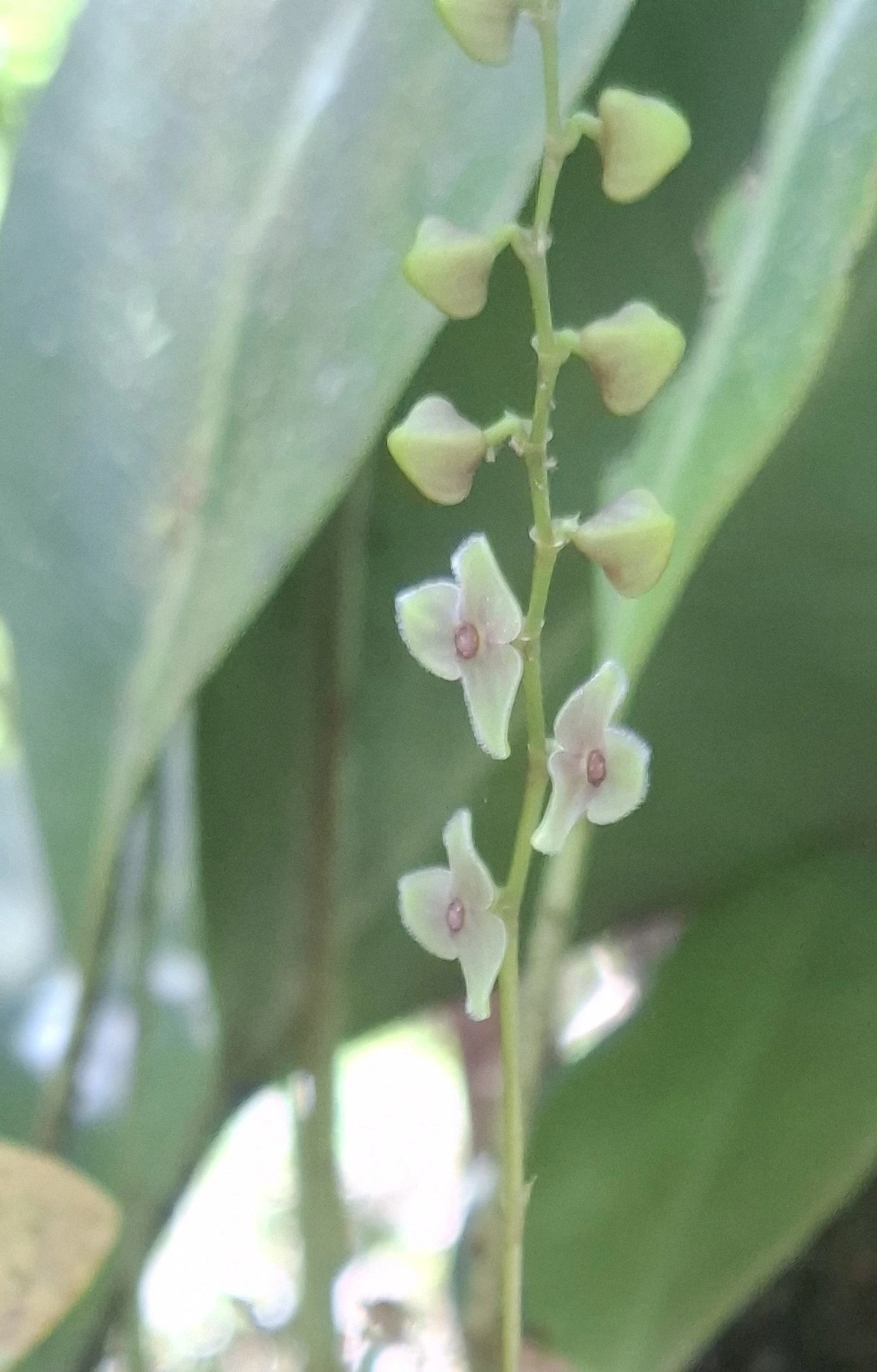 Stelis, plantas, fotografado em Queluz