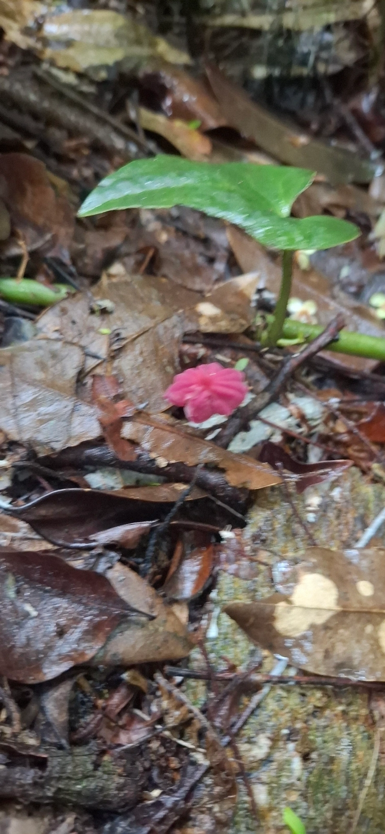 Cata-vento-roxo (Marasmius haematocephalus), fungos, fotografado em Maresias, São Sebastião