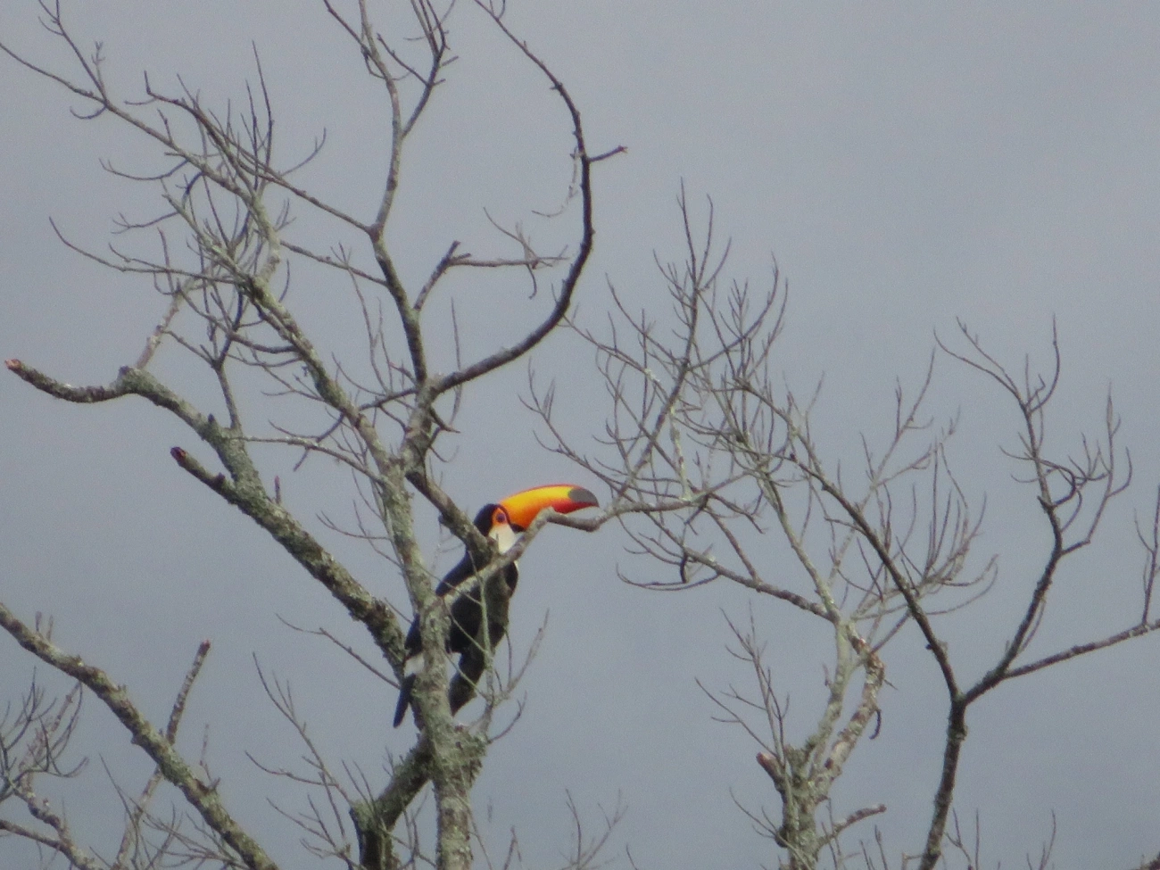 Tucano-toco (Ramphastos toco), aves, fotografado em Maresias, São Sebastião