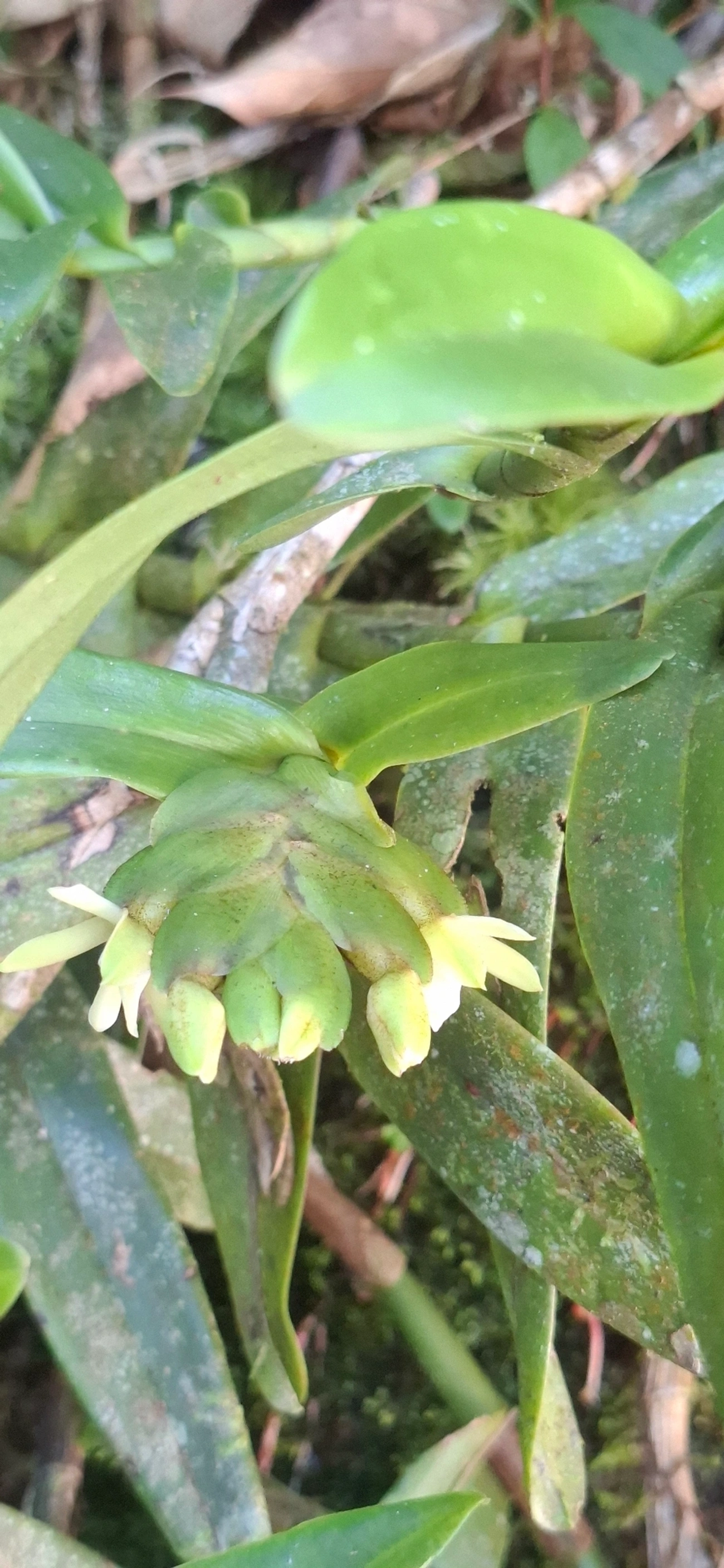 Orquídeas (Orchidaceae), plantas, fotografado em Queluz