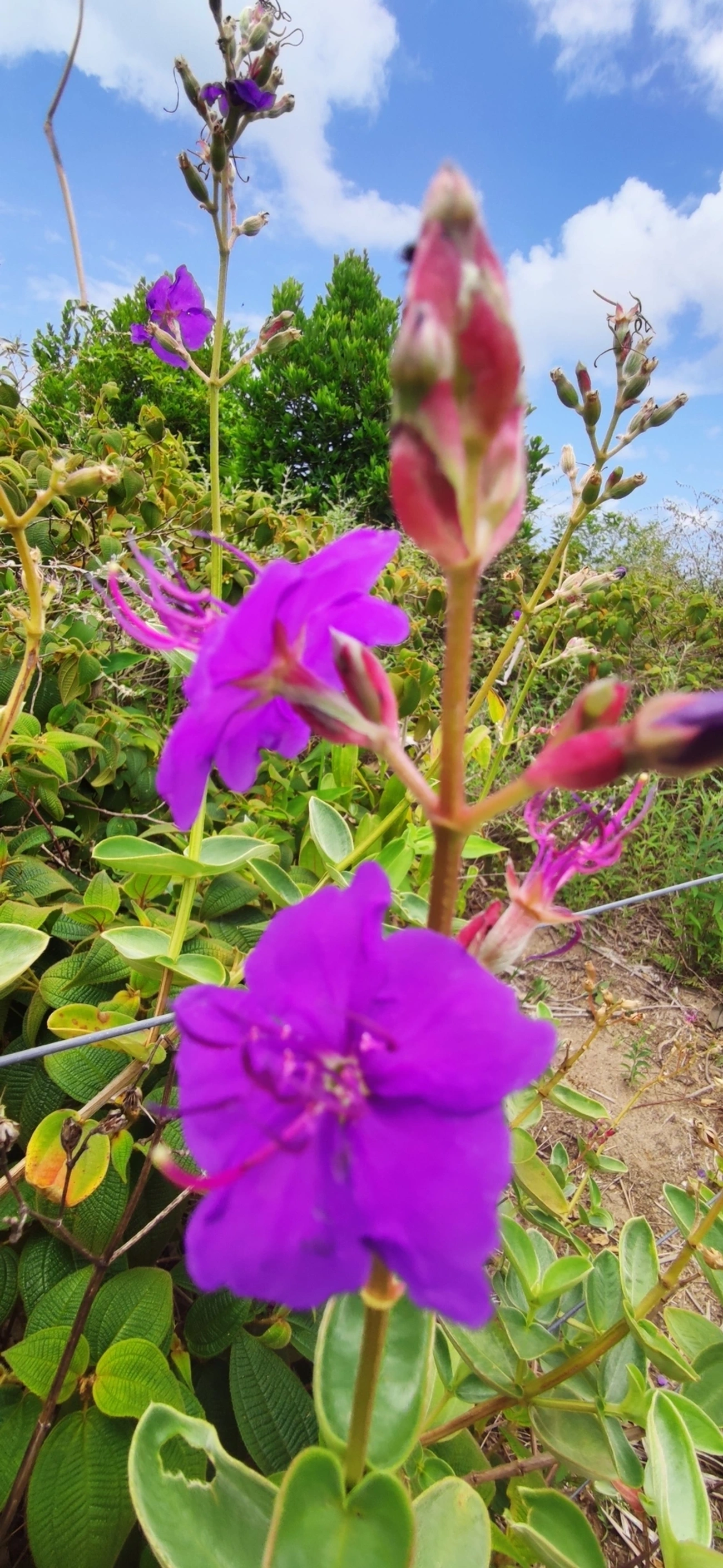 Orelha-de-onça (Pleroma heteromallum), plantas, fotografado em Paúba, São Sebastião