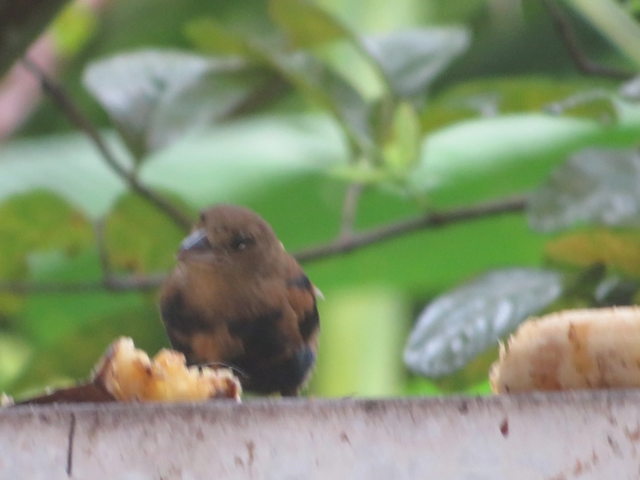 Tiê-preto (Tachyphonus coronatus), aves, fotografado em Maresias, São Sebastião