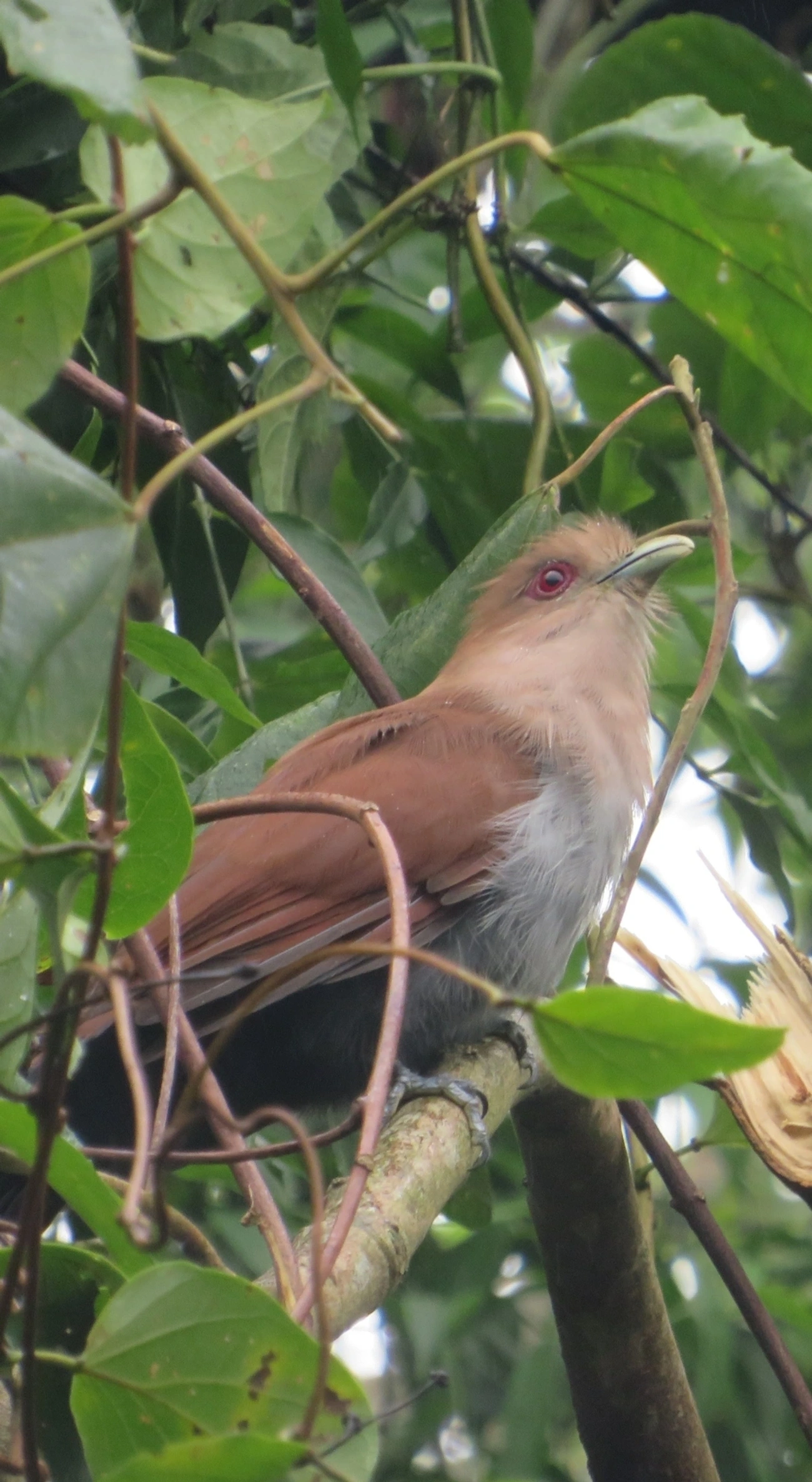 Alma-de-gato (Piaya cayana), aves, fotografado em Maresias, São Sebastião