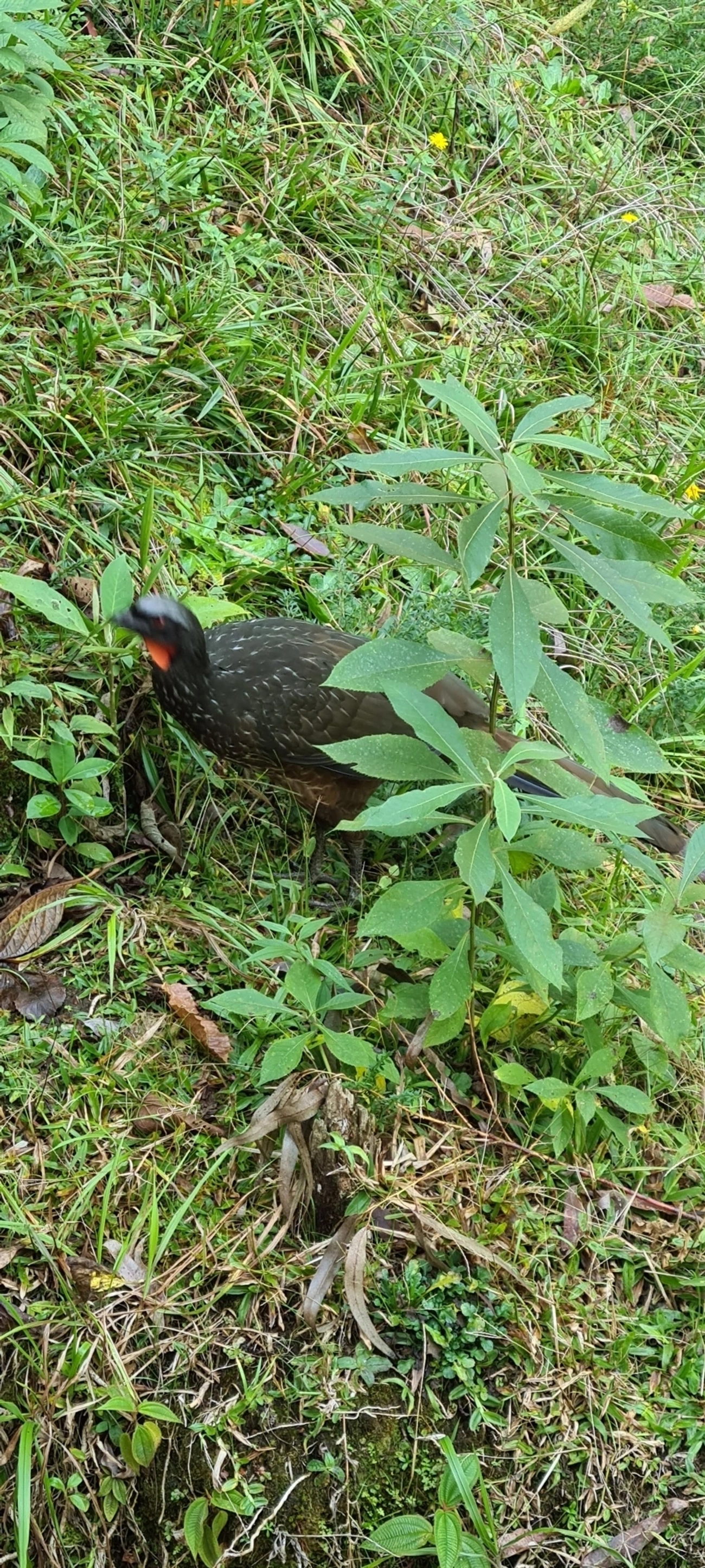 Jacuaçu (Penelope obscura), aves, fotografado em Maresias, São Sebastião