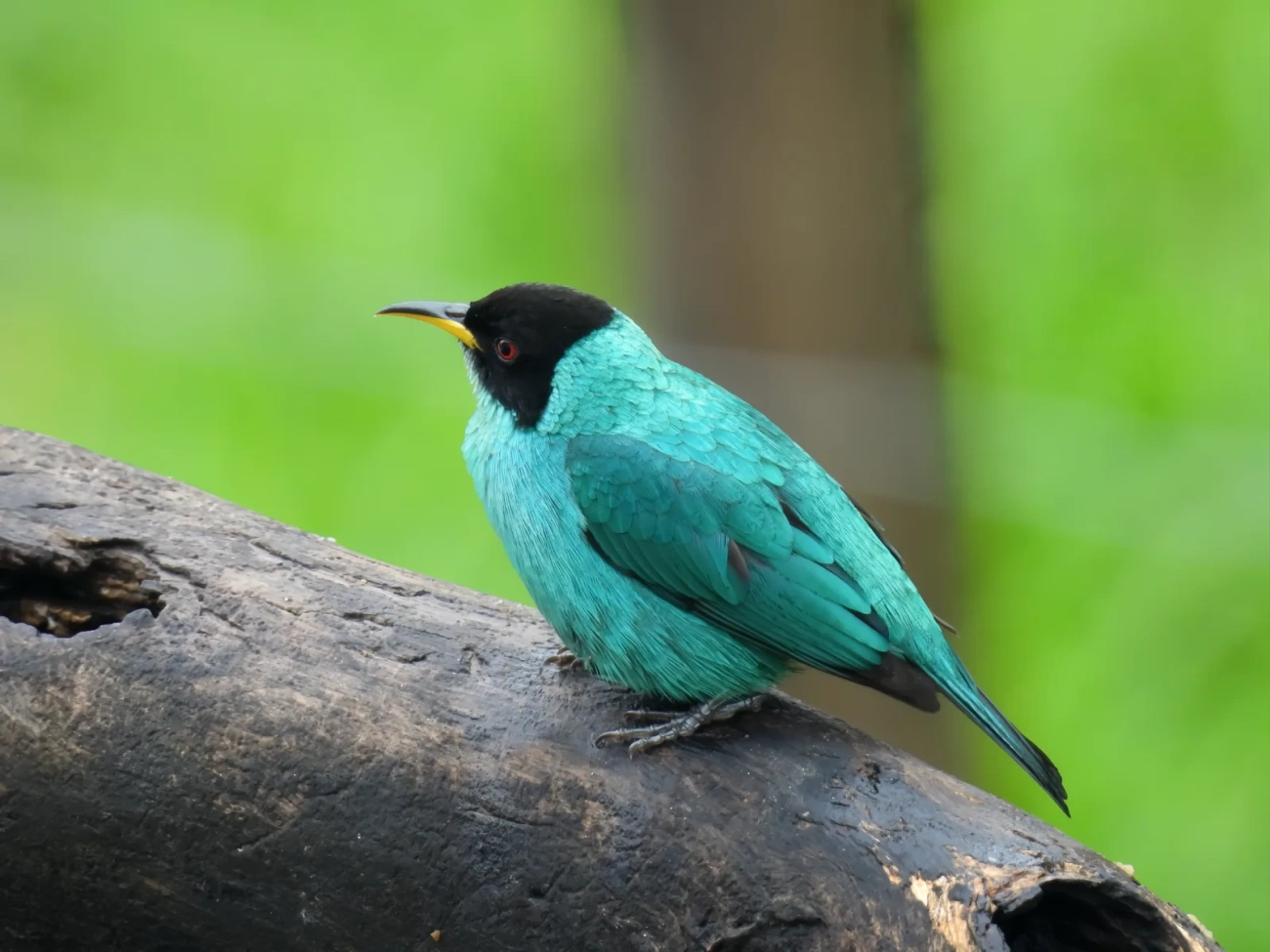 Saí-verde (Chlorophanes spiza), aves, fotografado em Maresias, São Sebastião