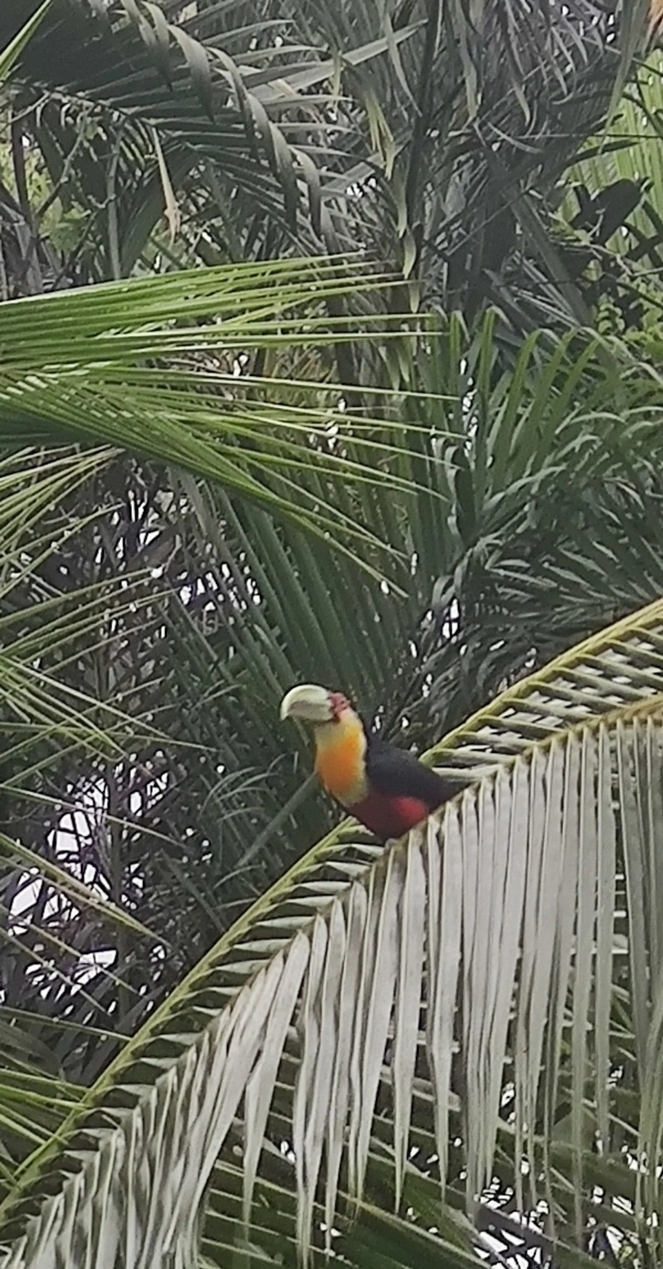 Tucano-de-bico-verde (Ramphastos dicolorus), aves, fotografado em Maresias, São Sebastião