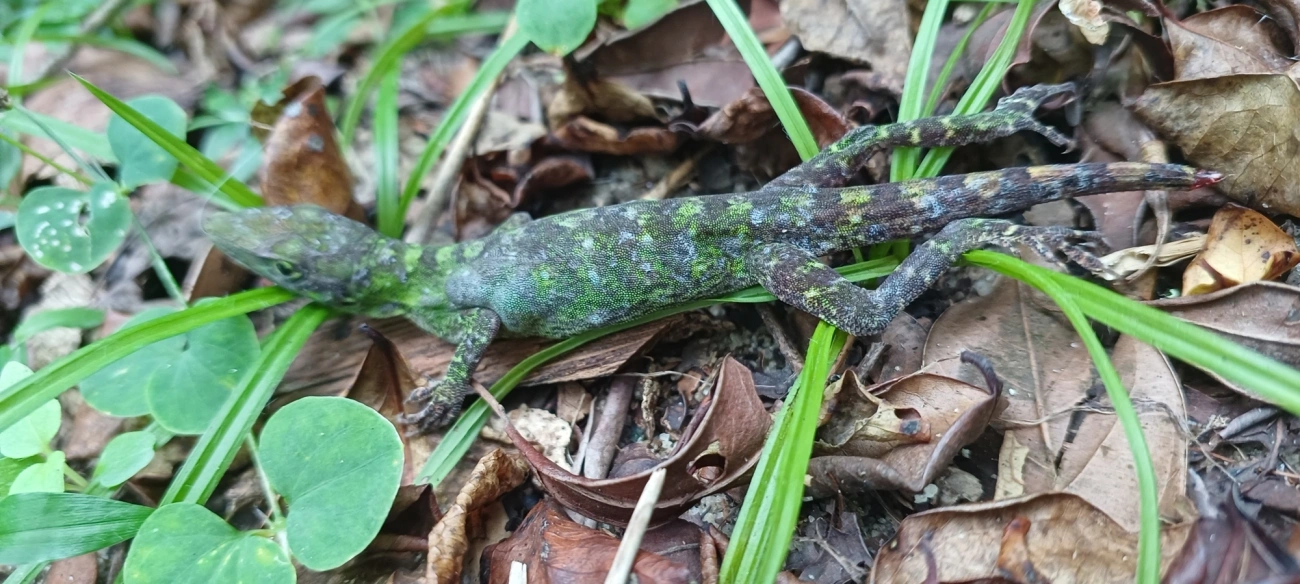 Lagarto papa-vento (Anolis punctatus), répteis, fotografado em Maresias, São Sebastião