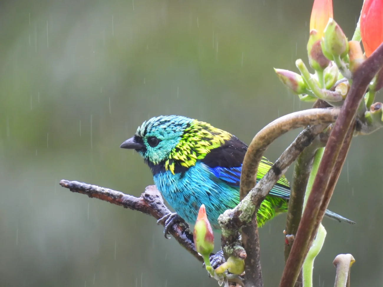 Saíra-sete-cores (Tangara seledon), aves, fotografado em Maresias, São Sebastião