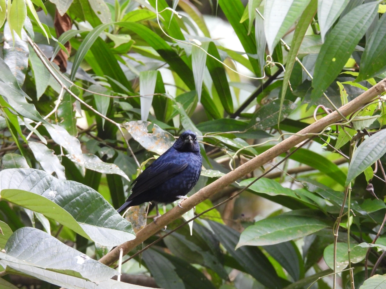 Tiê-preto (Tachyphonus coronatus), aves, fotografado em Castelhanos, Ilhabela