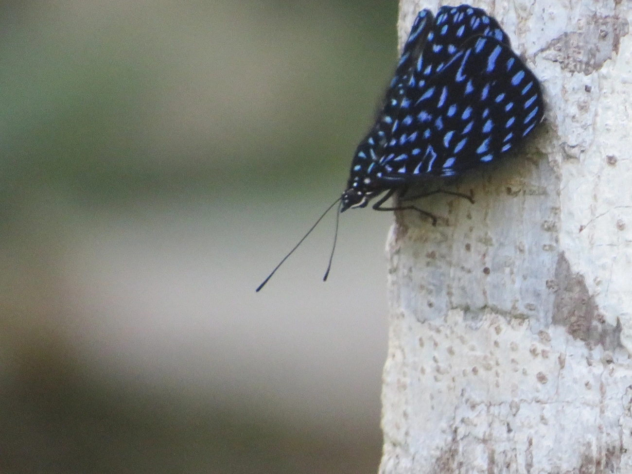 Borboleta-Pororó-Azul (Hamadryas arete), insetos, fotografado em Maresias, São Sebastião