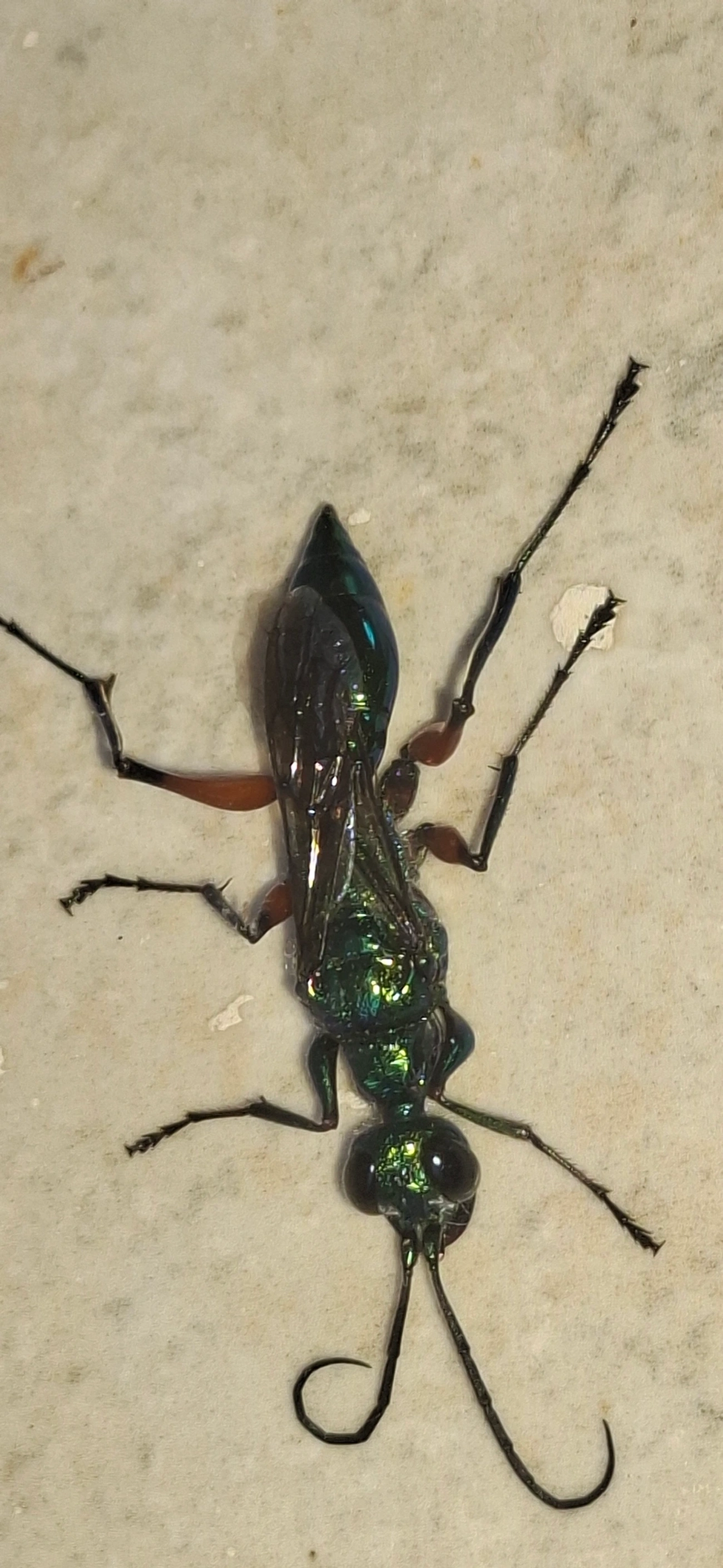 Vespa-esmeralda (Ampulex compressa), insetos, fotografado em Maresias, São Sebastião