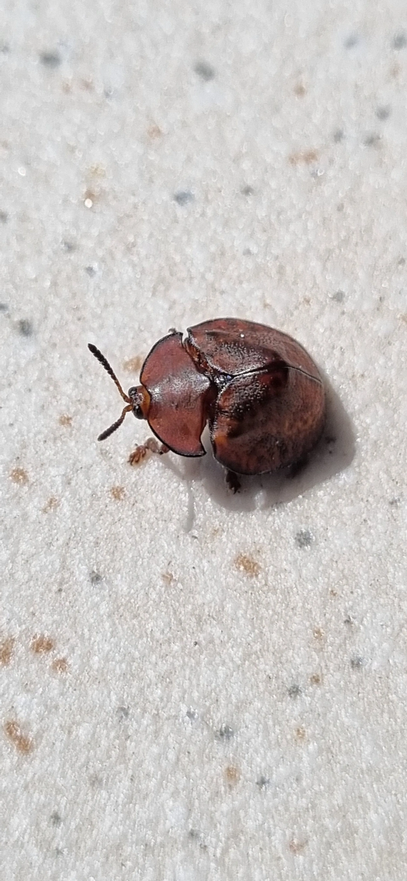 Chelymorpha, insetos, fotografado em Maresias, São Sebastião