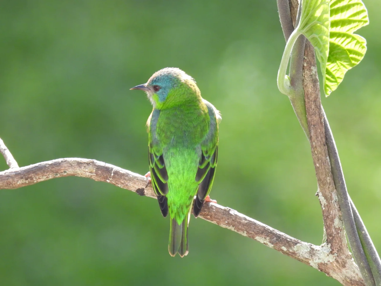 Saí-azul (Dacnis cayana), aves, fotografado em Maresias, São Sebastião