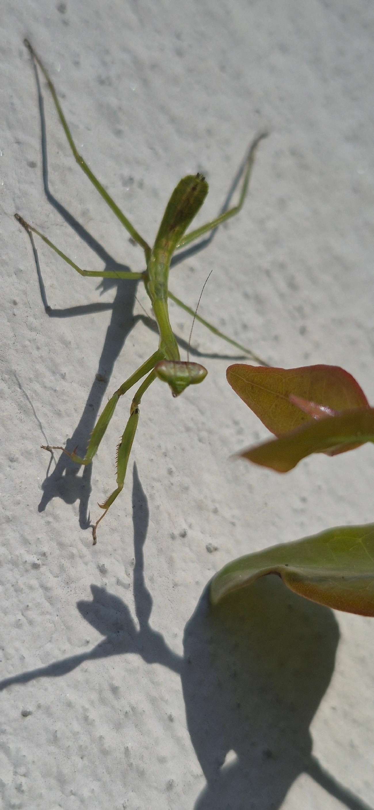 Oxyopsis, insetos, fotografado em Maresias, São Sebastião