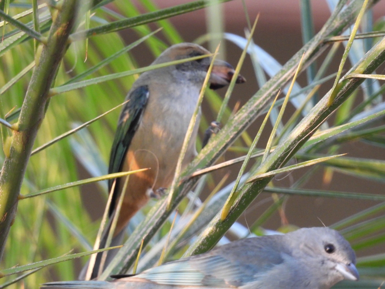 Saíra-amarela (Stilpnia cayana), aves, fotografado em Rua Coronel João Leme, Bragança Paulista