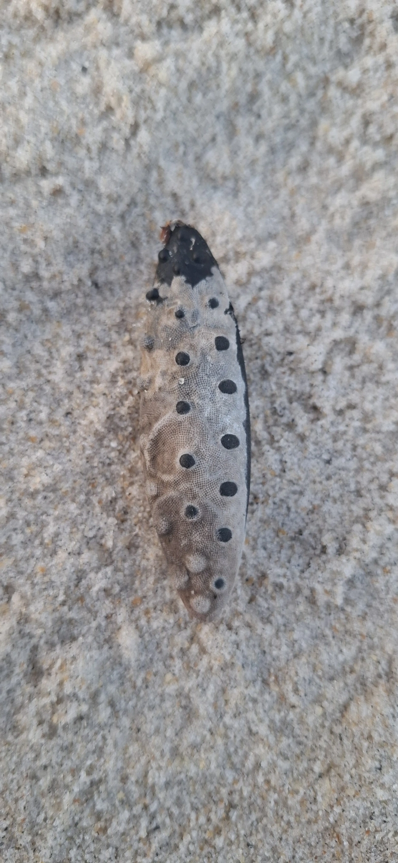 Insetos alados (Pterygota), insetos, fotografado em Maresias, São Sebastião