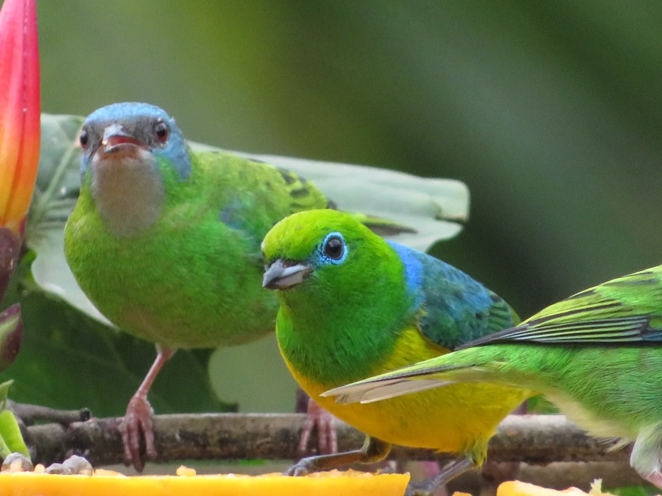 Gaturamo-bandeira (Chlorophonia cyanea), aves, fotografado em Maresias, São Sebastião