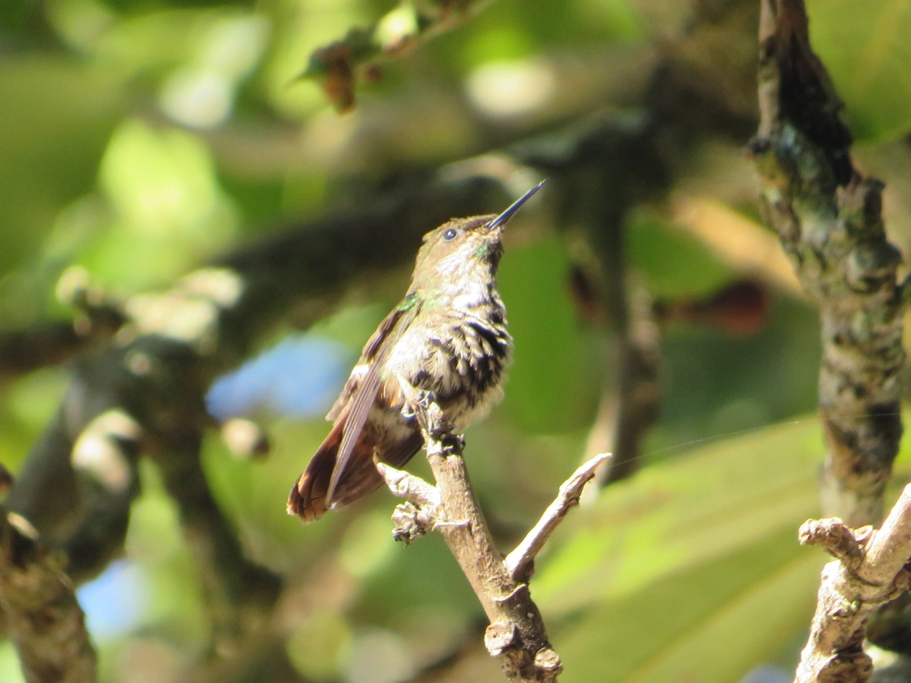 Topetinho-verde (Lophornis chalybeus), aves, fotografado em Maresias, São Sebastião