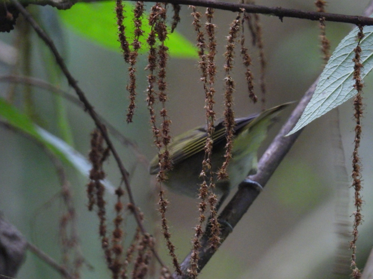 Juruviara (Vireo chivi), aves, fotografado em Maresias, São Sebastião