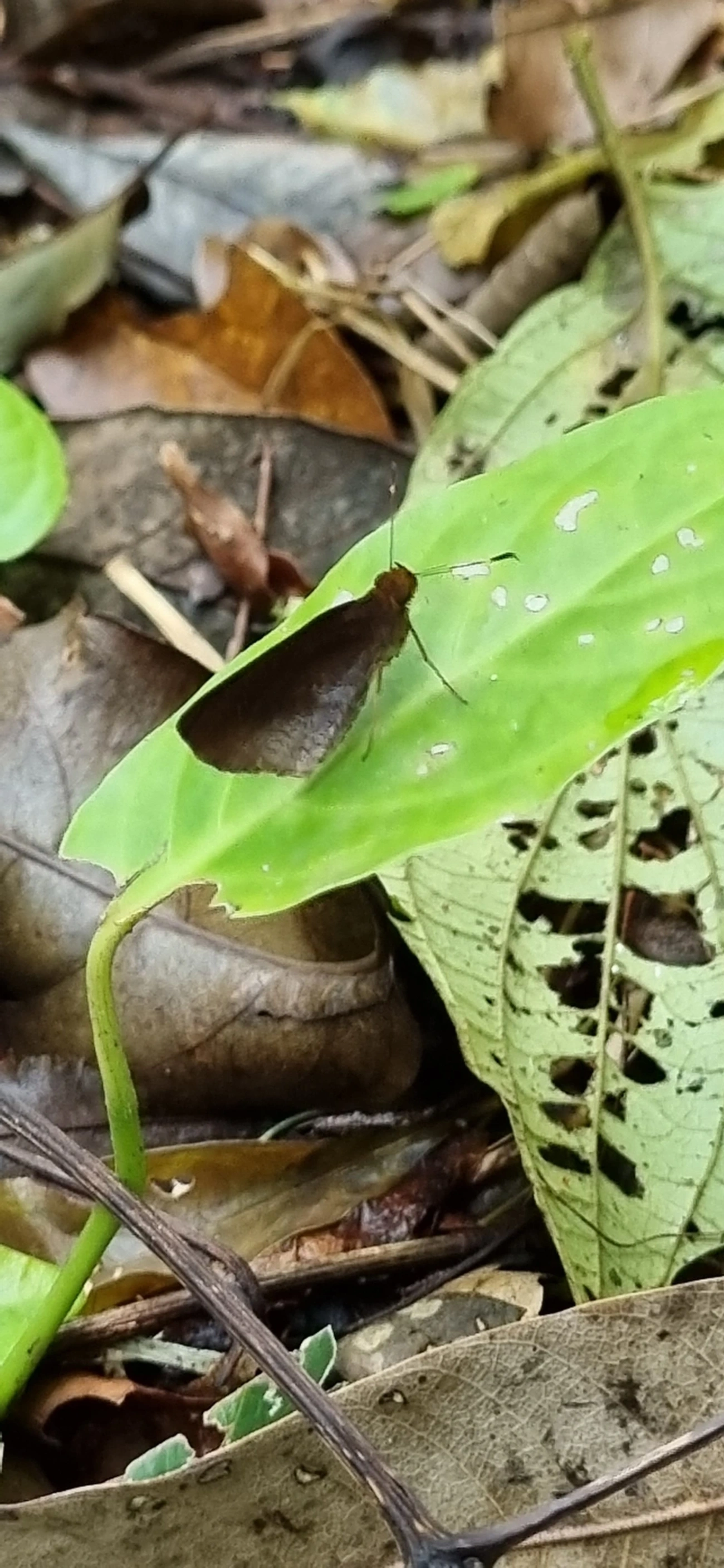Hesperiinae, insetos, fotografado em Paúba, São Sebastião
