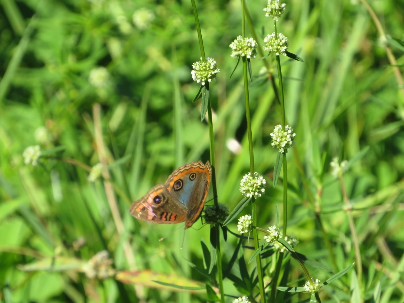Borboleta-Olho-de-Pavão-Diurno (Junonia evarete), insetos, fotografado em Maresias, São Sebastião