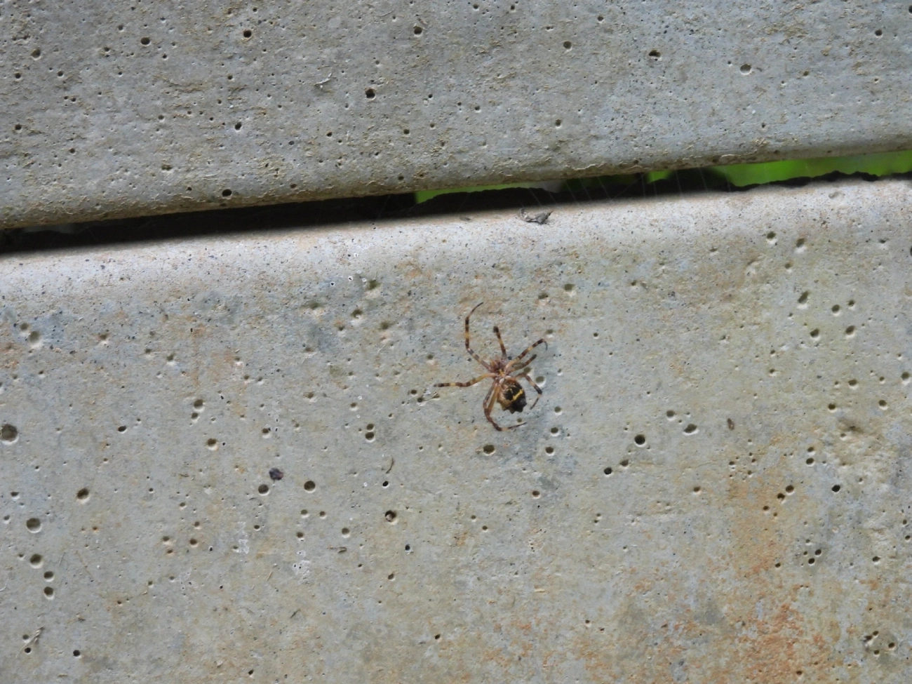 Aranha-de-prata (Argiope argentata), aracnídeos, fotografado em Guararema