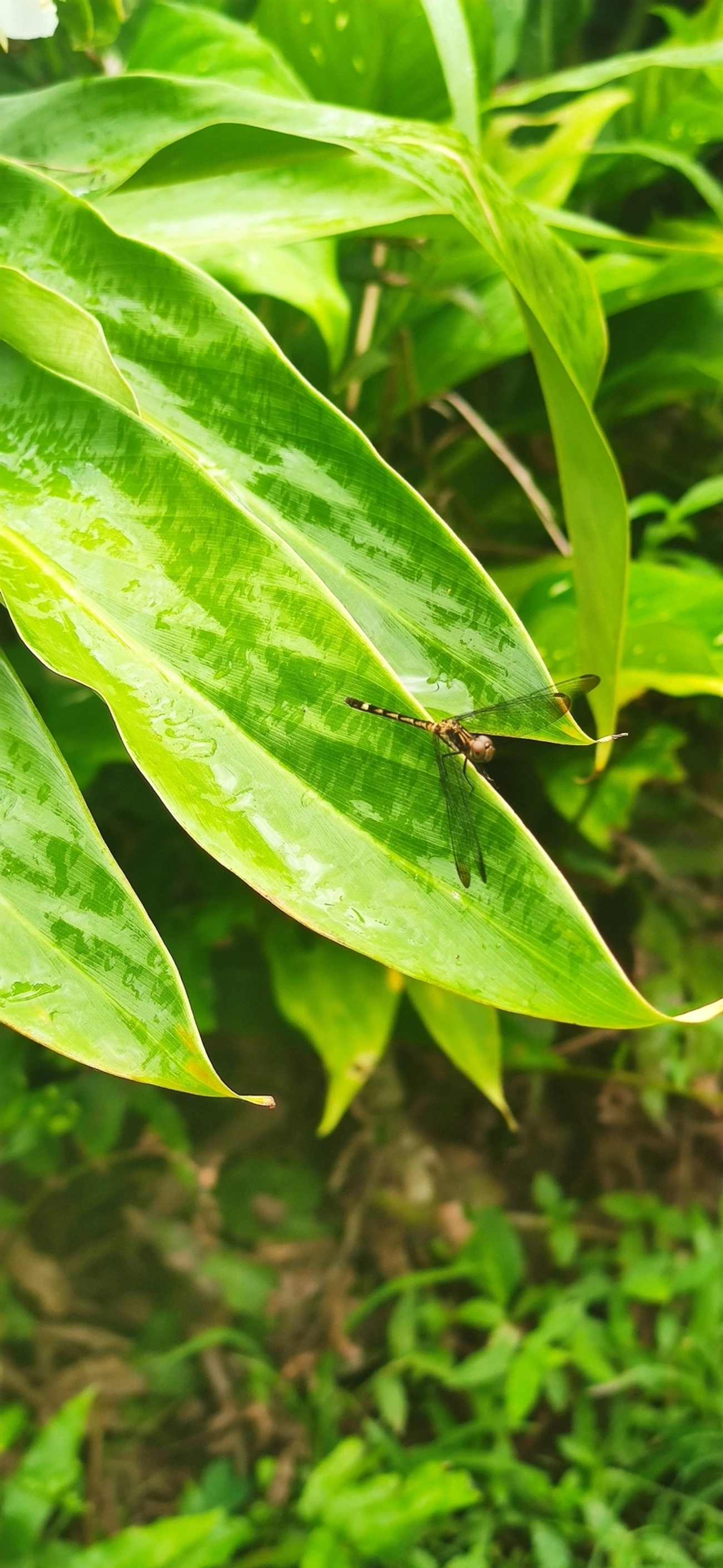 Planadora-de-asas-bandeadas (Erythrodiplax umbrata), insetos, fotografado em Maresias, São Sebastião