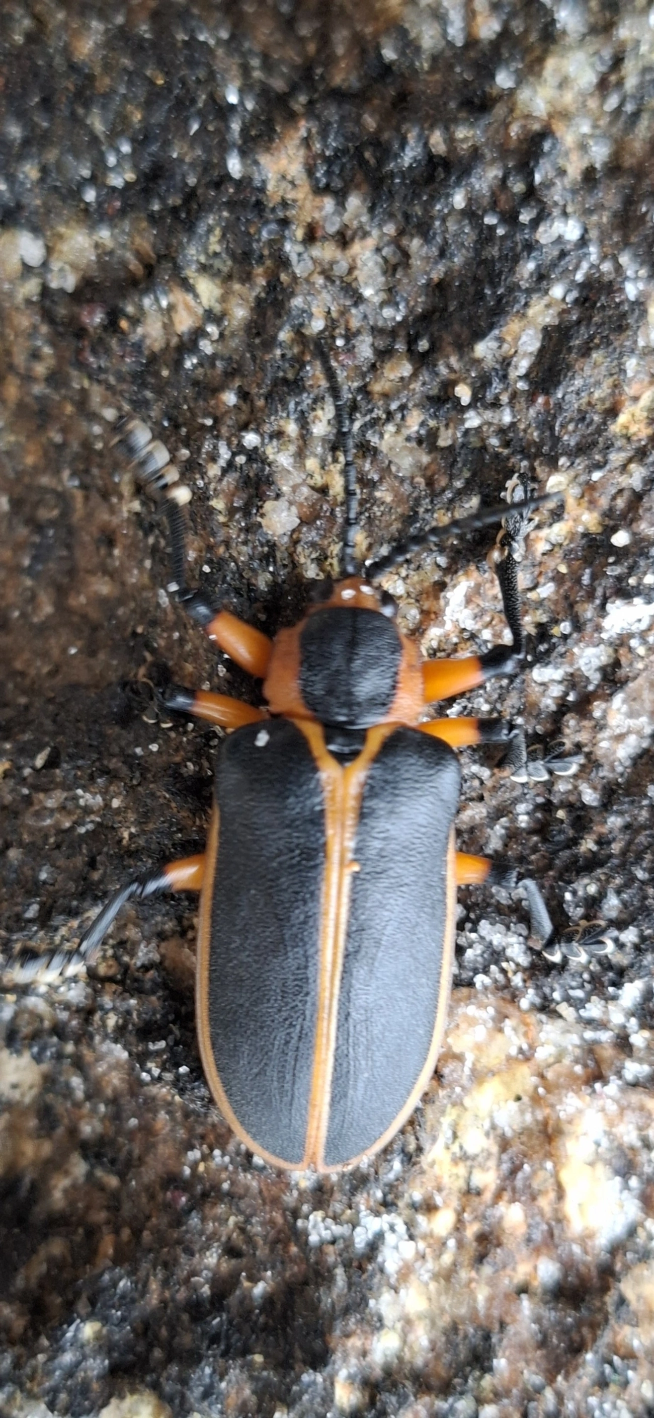 Mecistomela marginata, insetos, fotografado em Maresias, São Sebastião